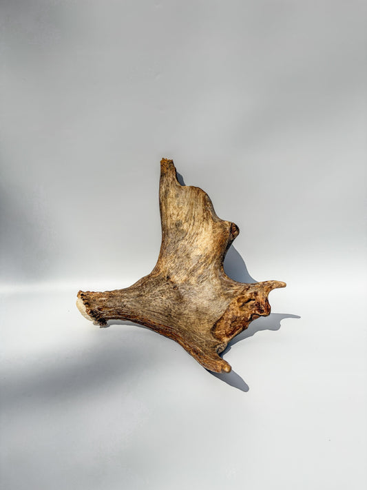 Bull Moose Antler. Fresh, Dark-Colored Moose “Paddle” For Crafting, Decor and More