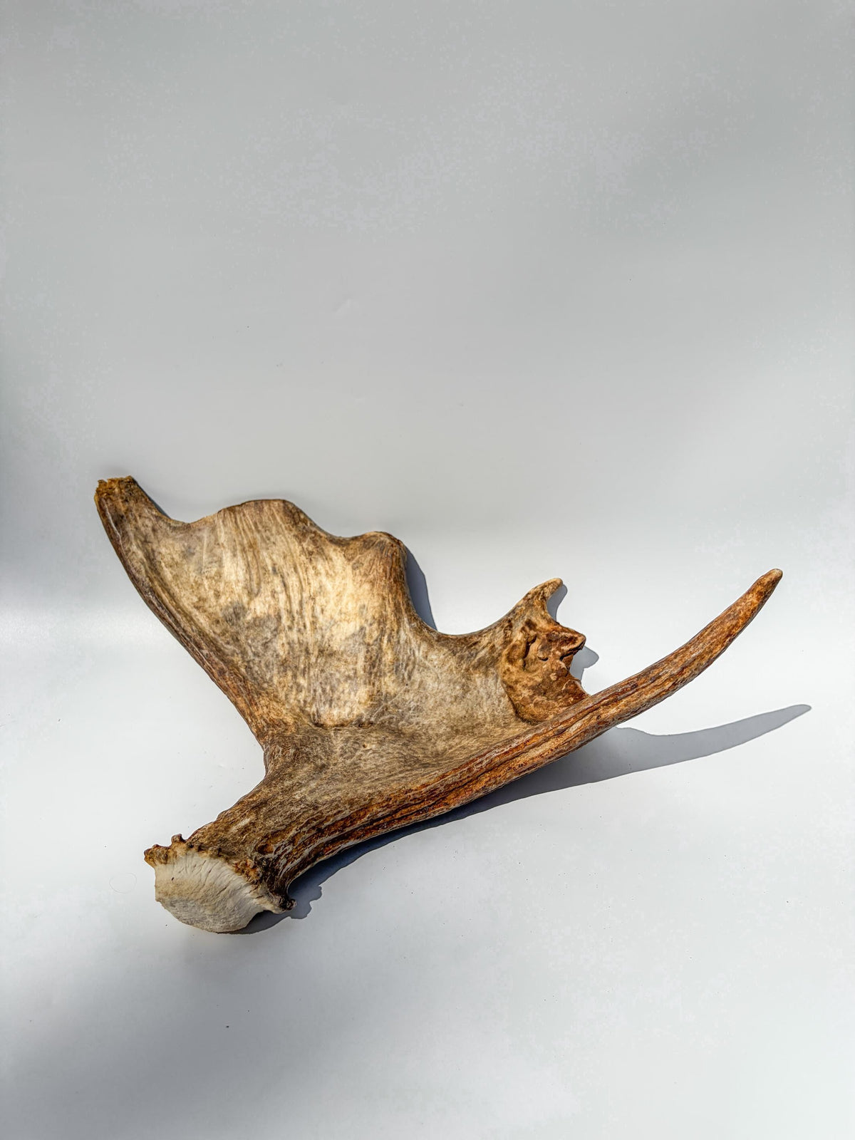 Bull Moose Antler. Fresh, Dark-Colored Moose “Paddle” For Crafting, Decor and More