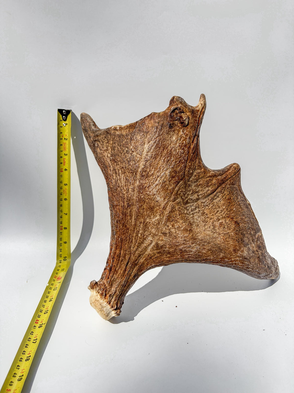 Bull Moose Antler. Fresh, Dark-Colored Moose “Paddle” For Crafting, Decor and More