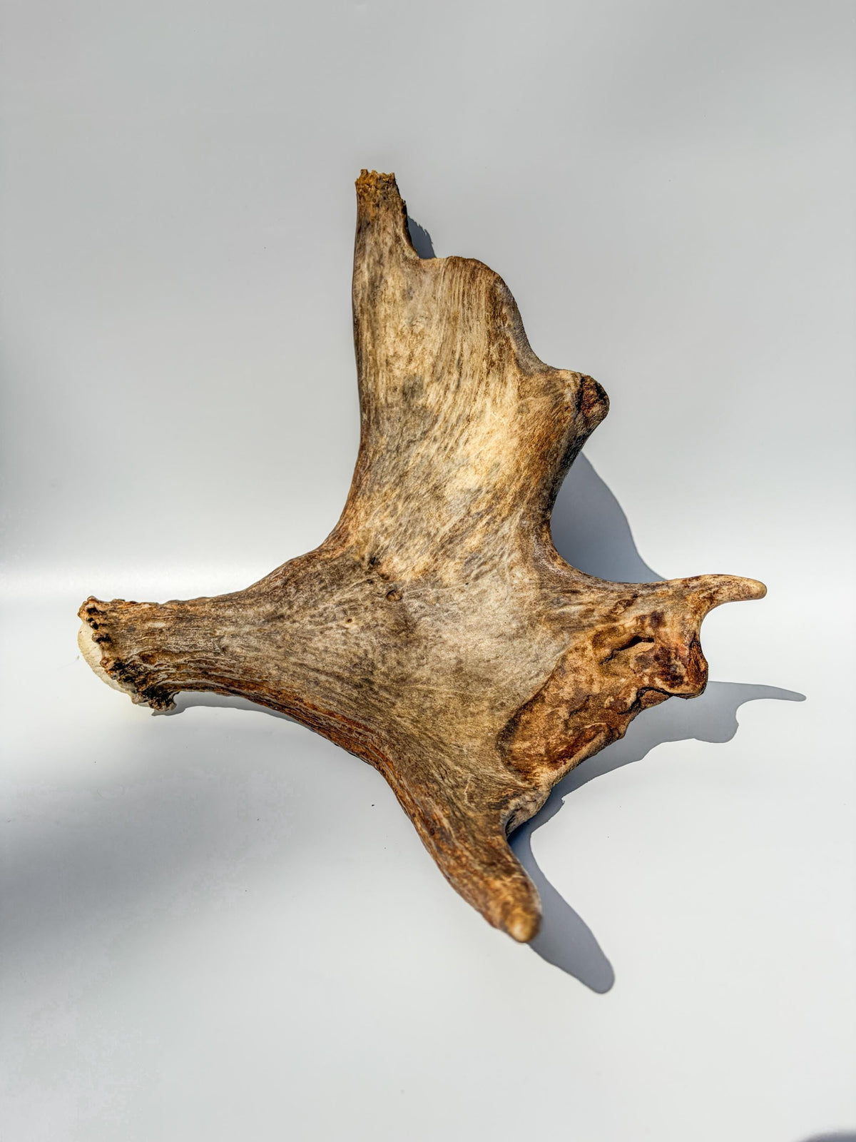 Bull Moose Antler. Fresh, Dark-Colored Moose “Paddle” For Crafting, Decor and More