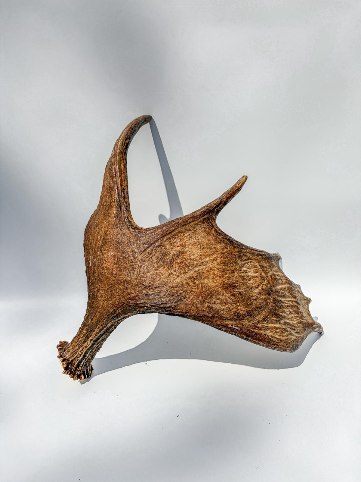 Moose Antler Matched Pair, Super Fresh, Dark-Colored Moose “Paddles” For Crafting, Decor and More