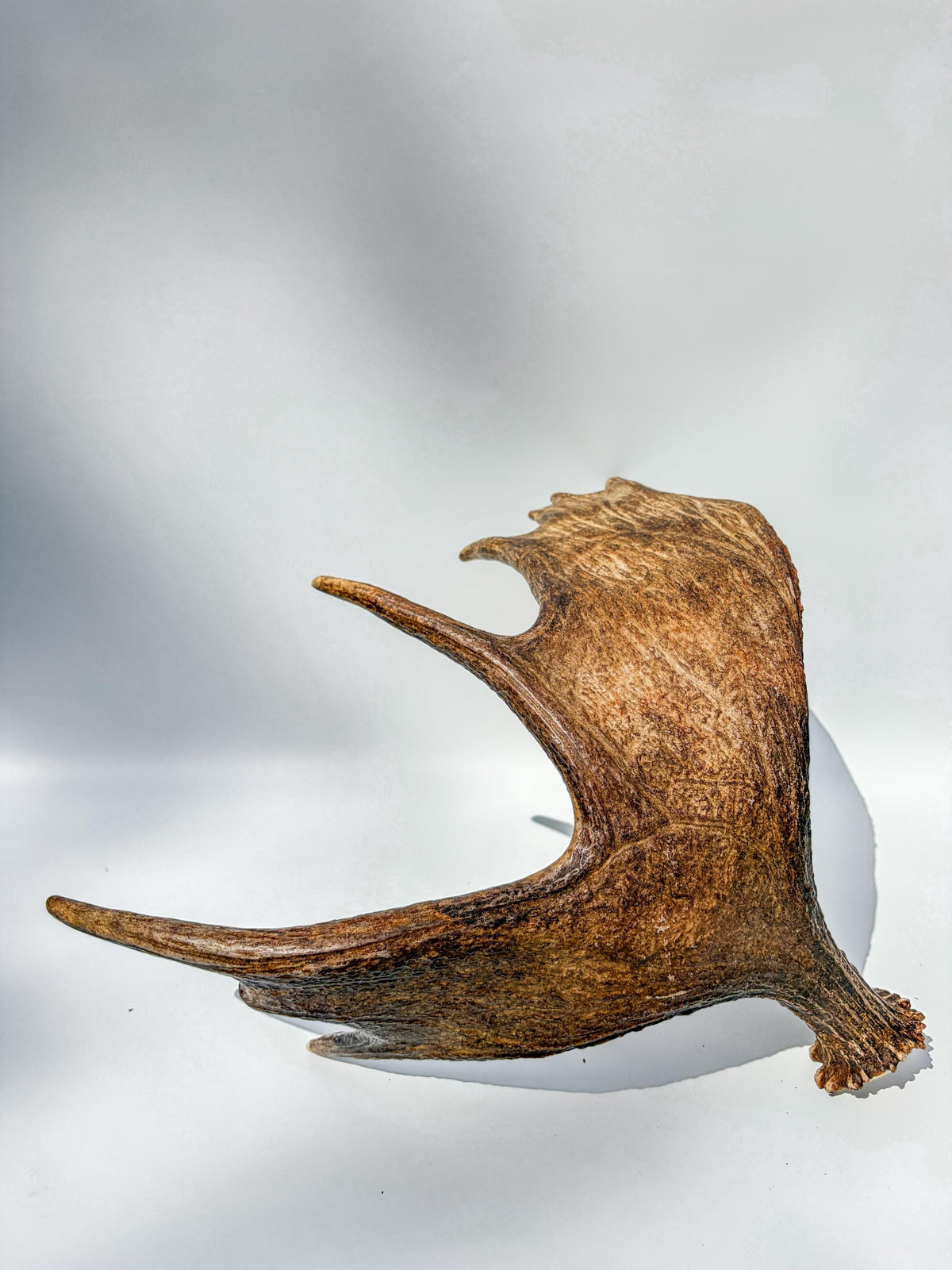 Moose Antler Matched Pair, Super Fresh, Dark-Colored Moose “Paddles” For Crafting, Decor and More