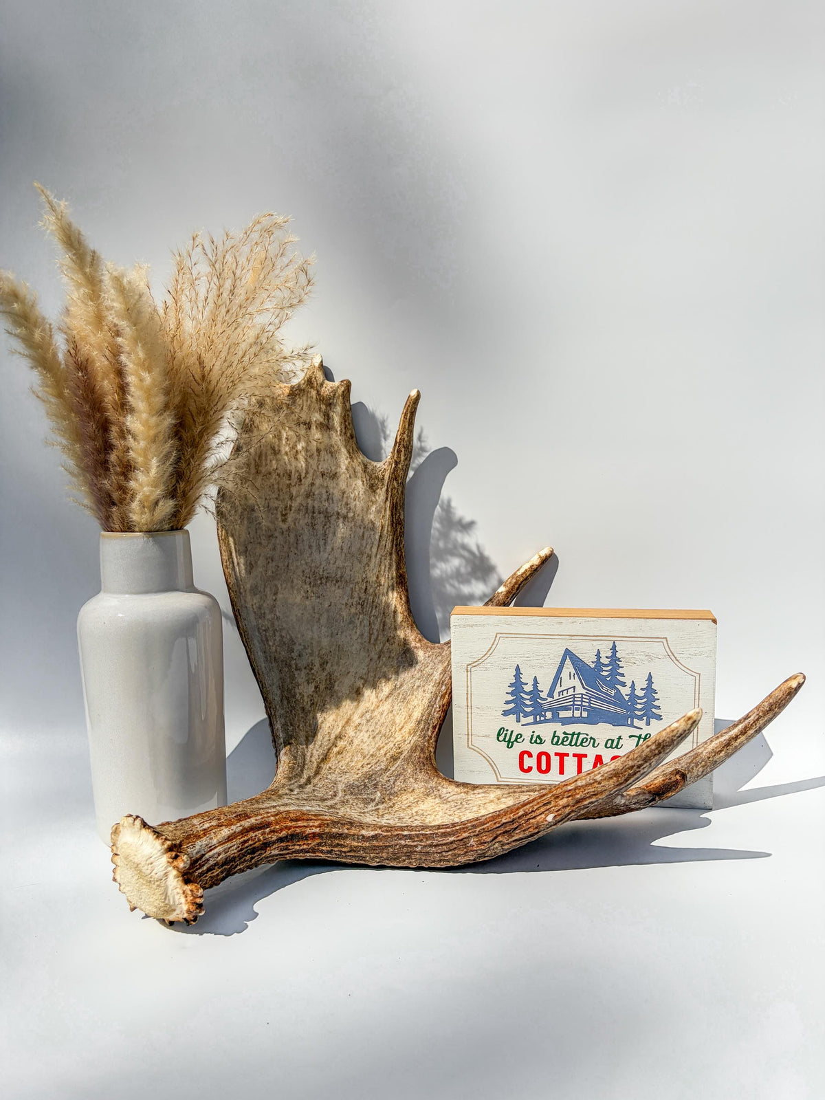 Moose Antler Matched Pair, Super Fresh, Dark-Colored Moose “Paddles” For Crafting, Decor and More
