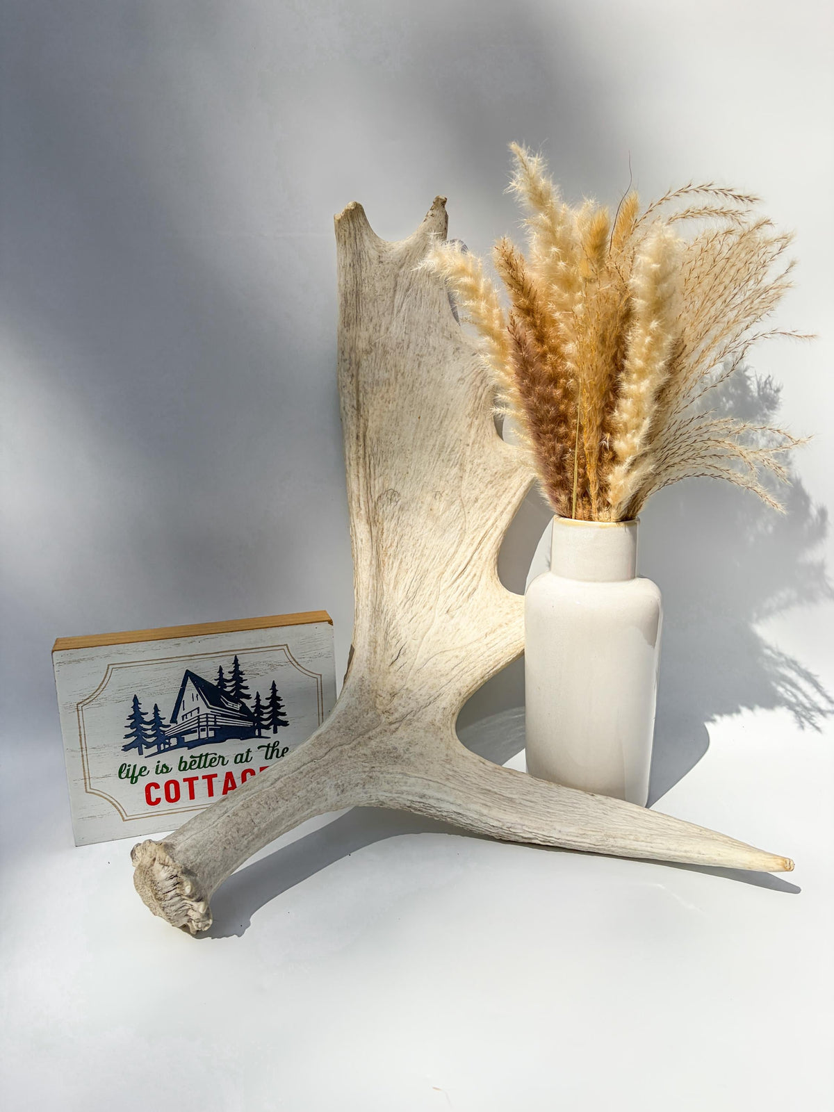 Large Bull Moose Antler. Interior Design & Decoration Piece, Table Centerpiece, Crafting Material, and More.