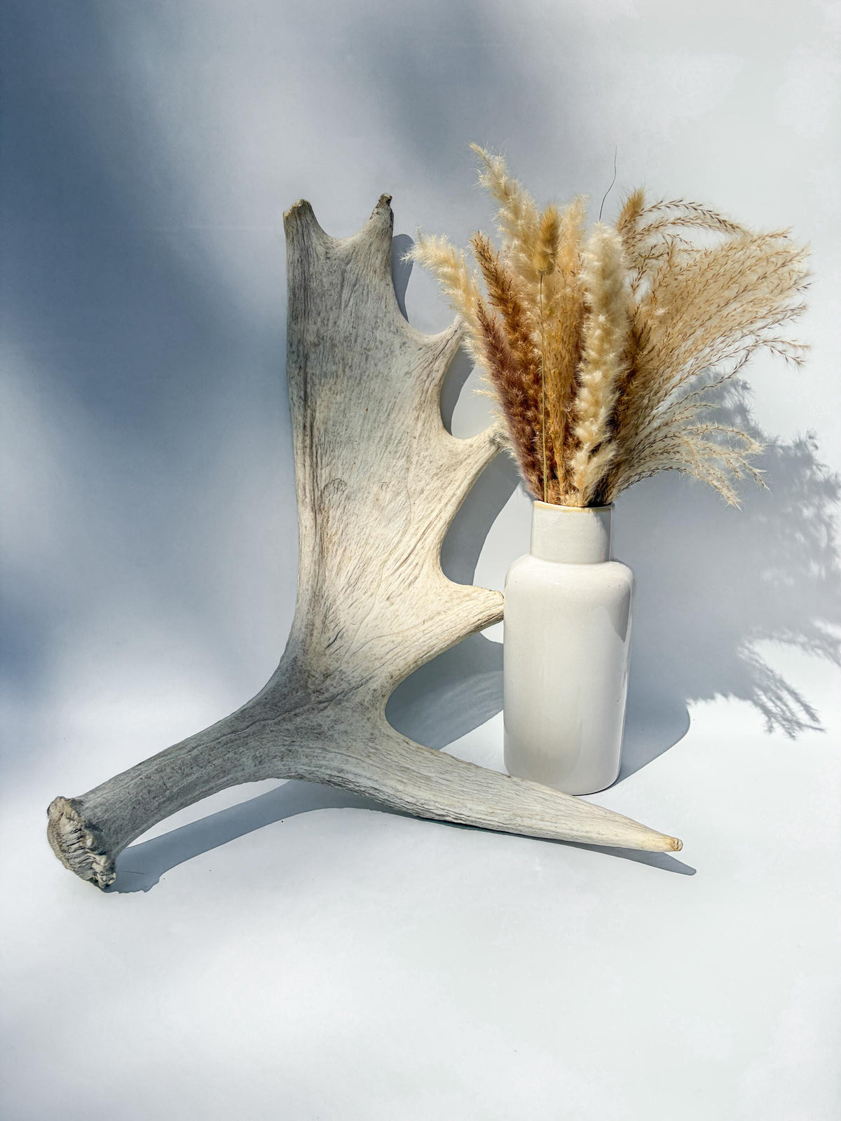 Large Bull Moose Antler. Interior Design & Decoration Piece, Table Centerpiece, Crafting Material, and More.