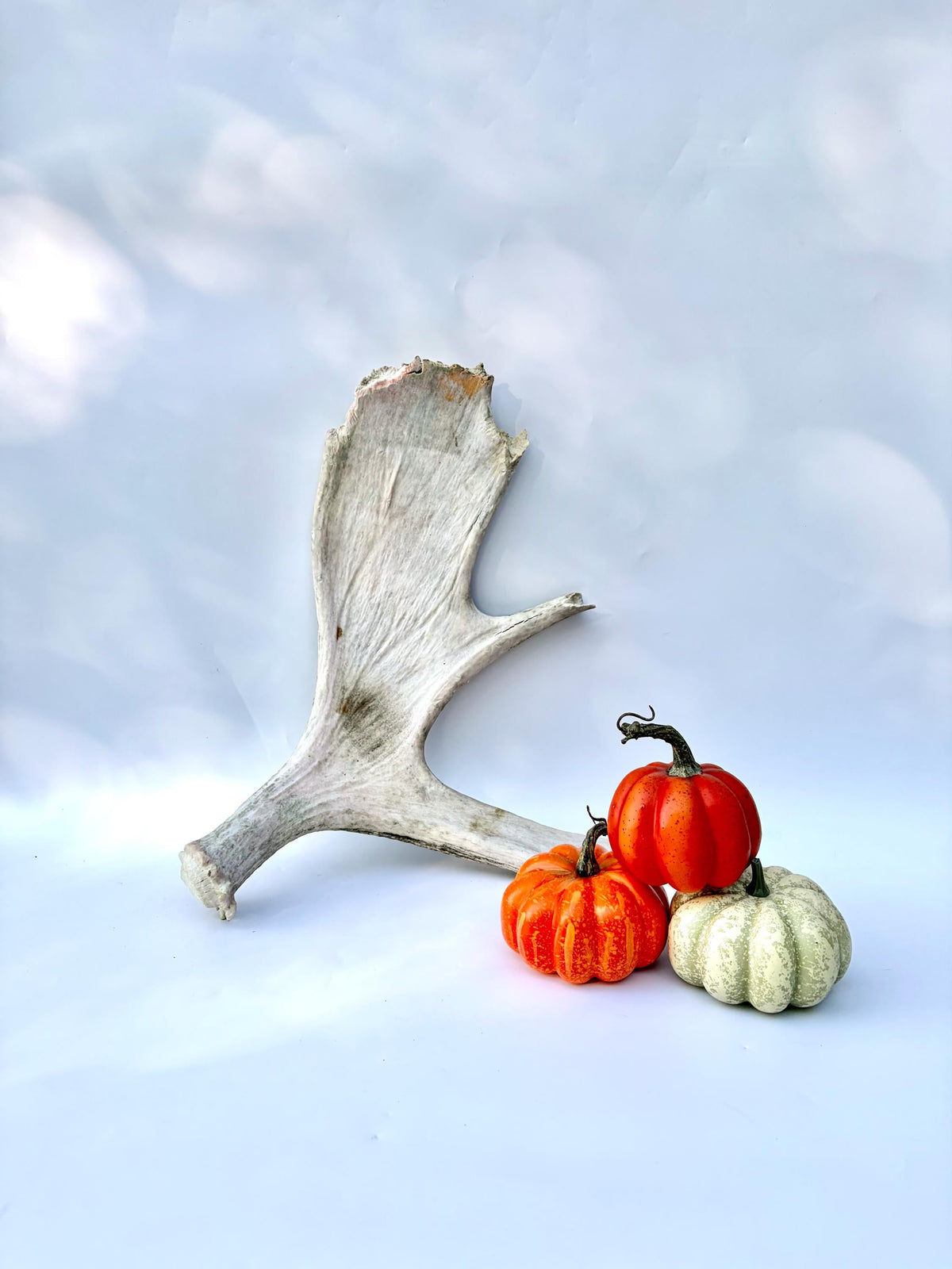Bull Moose Antler. For crafting, decor and more