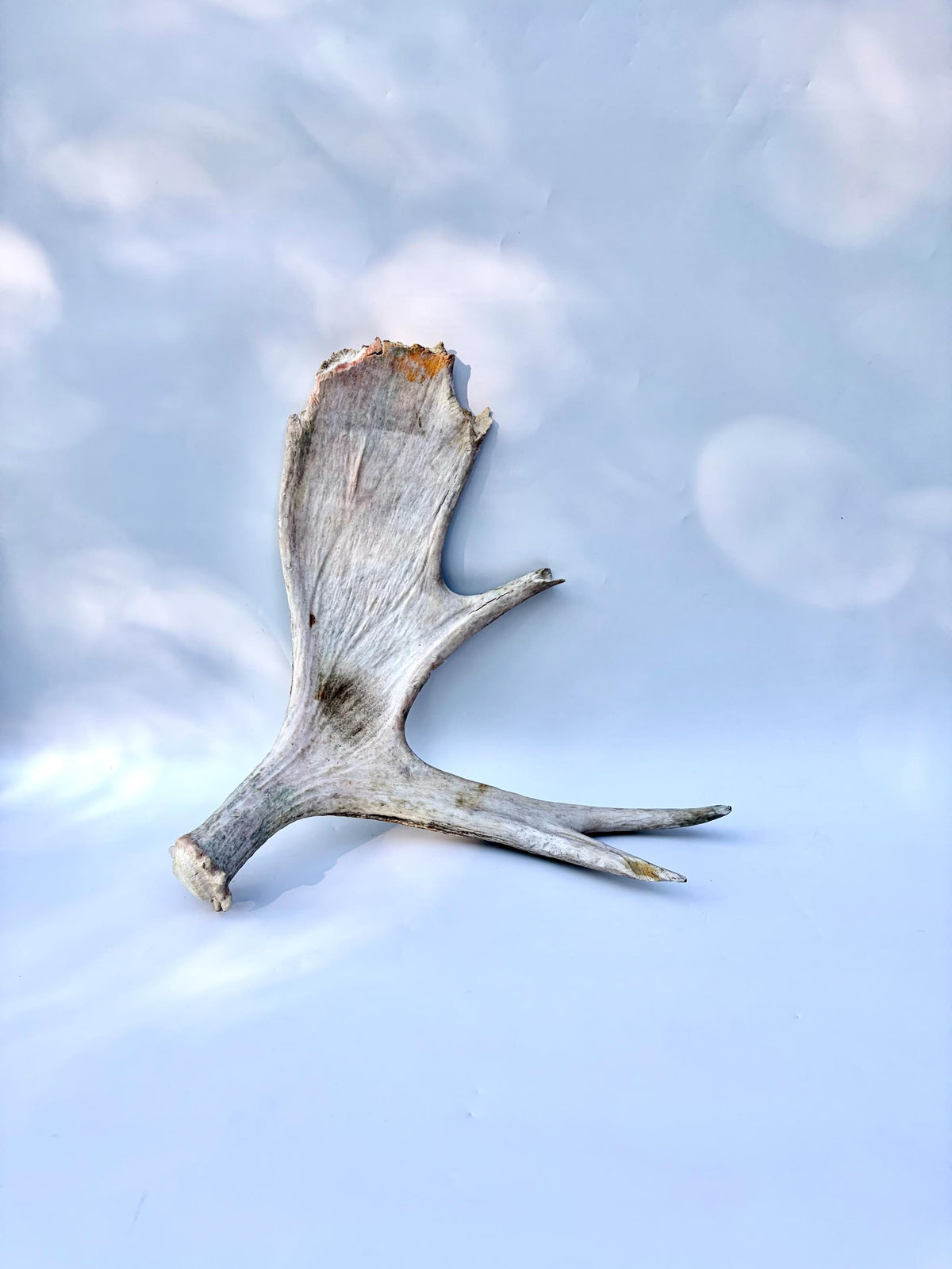 Bull Moose Antler. For crafting, decor and more