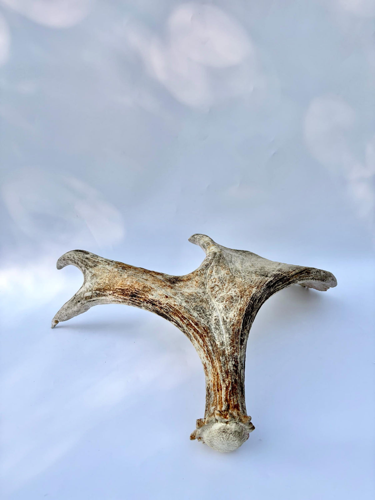Bull Moose Antler. For crafting, decor and more