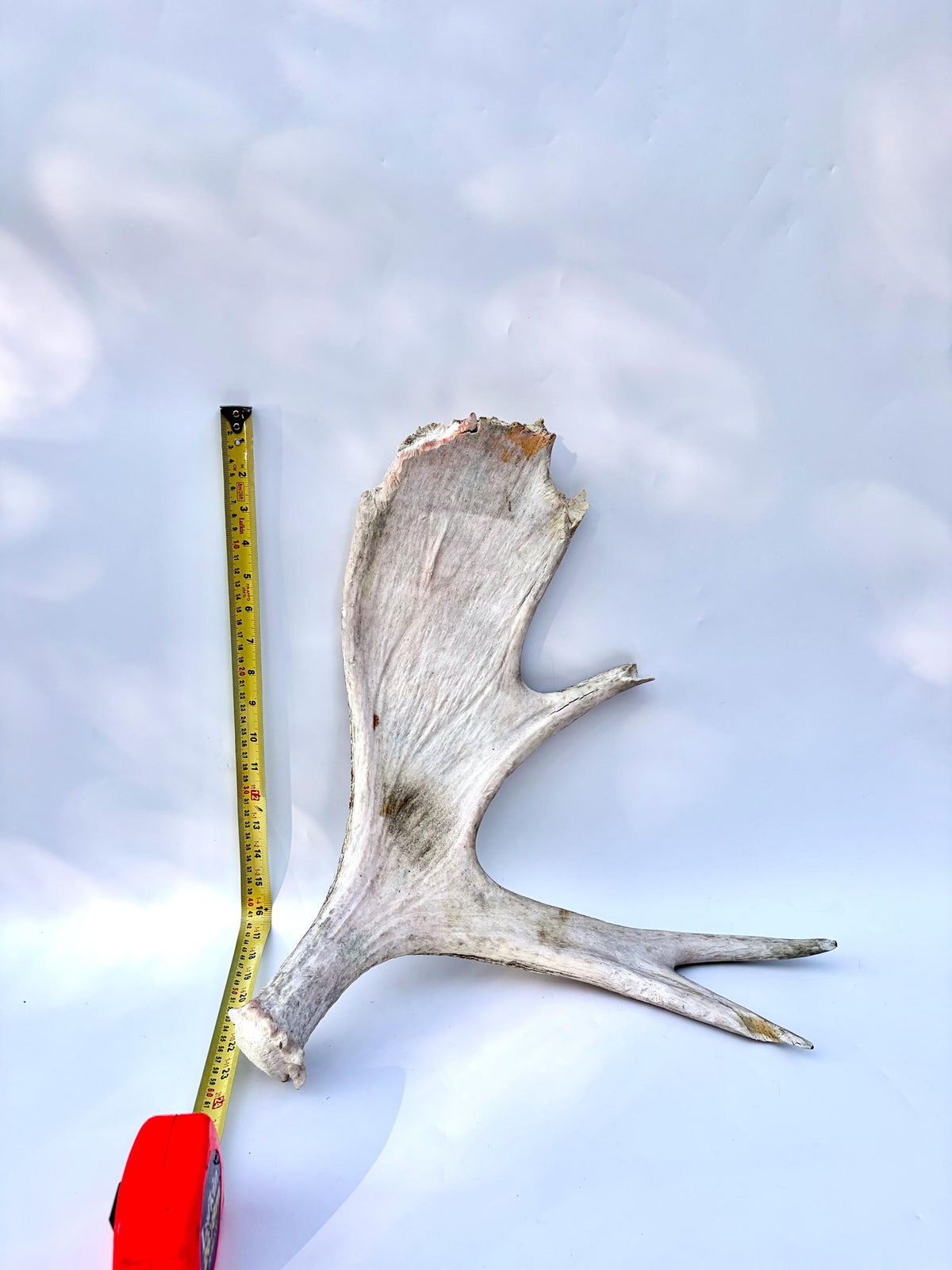 Bull Moose Antler. For crafting, decor and more