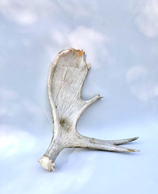 Bull Moose Antler. For crafting, decor and more