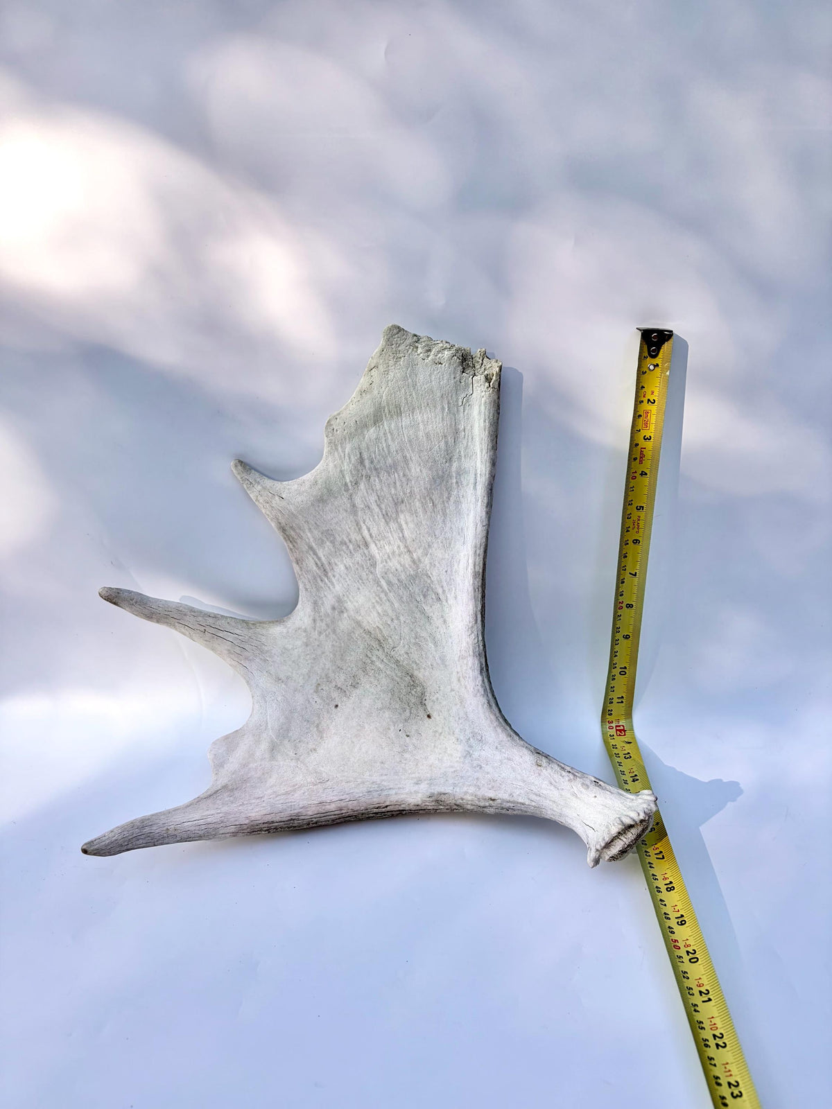 Bull Moose Antler. For crafting, decor and more