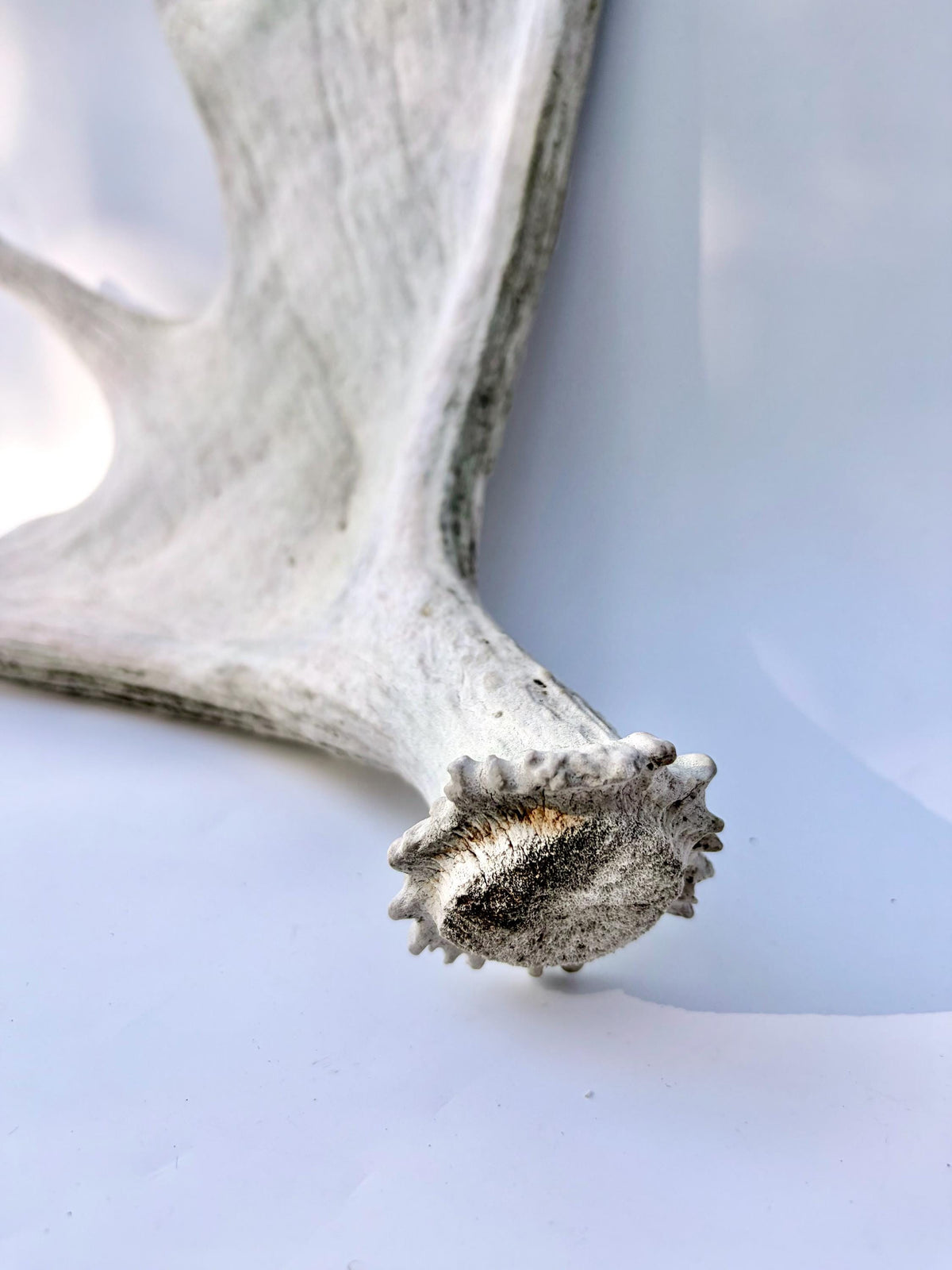 Bull Moose Antler. For crafting, decor and more