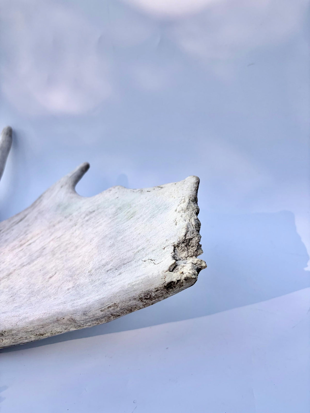 Bull Moose Antler. For crafting, decor and more