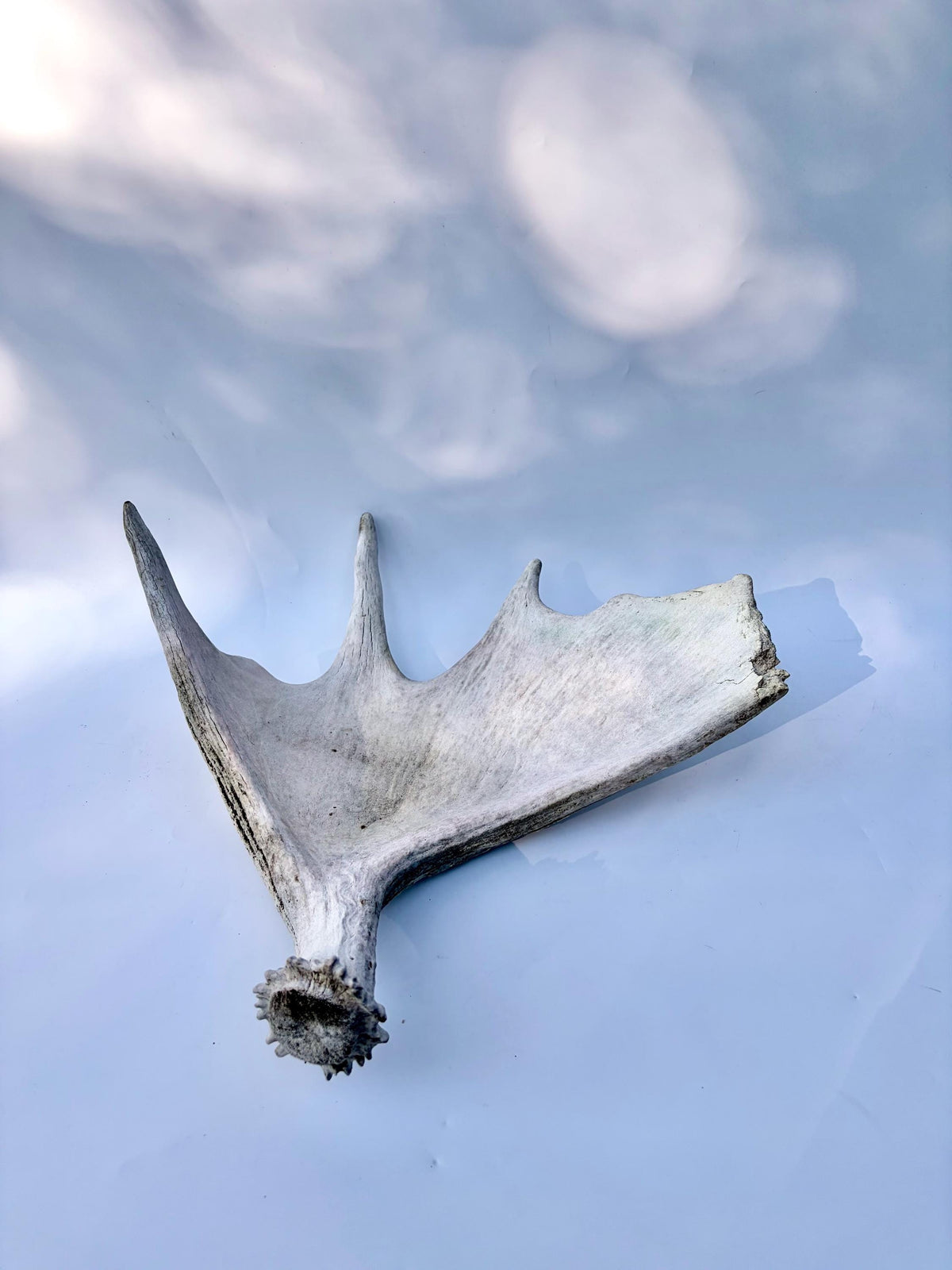 Bull Moose Antler. For crafting, decor and more