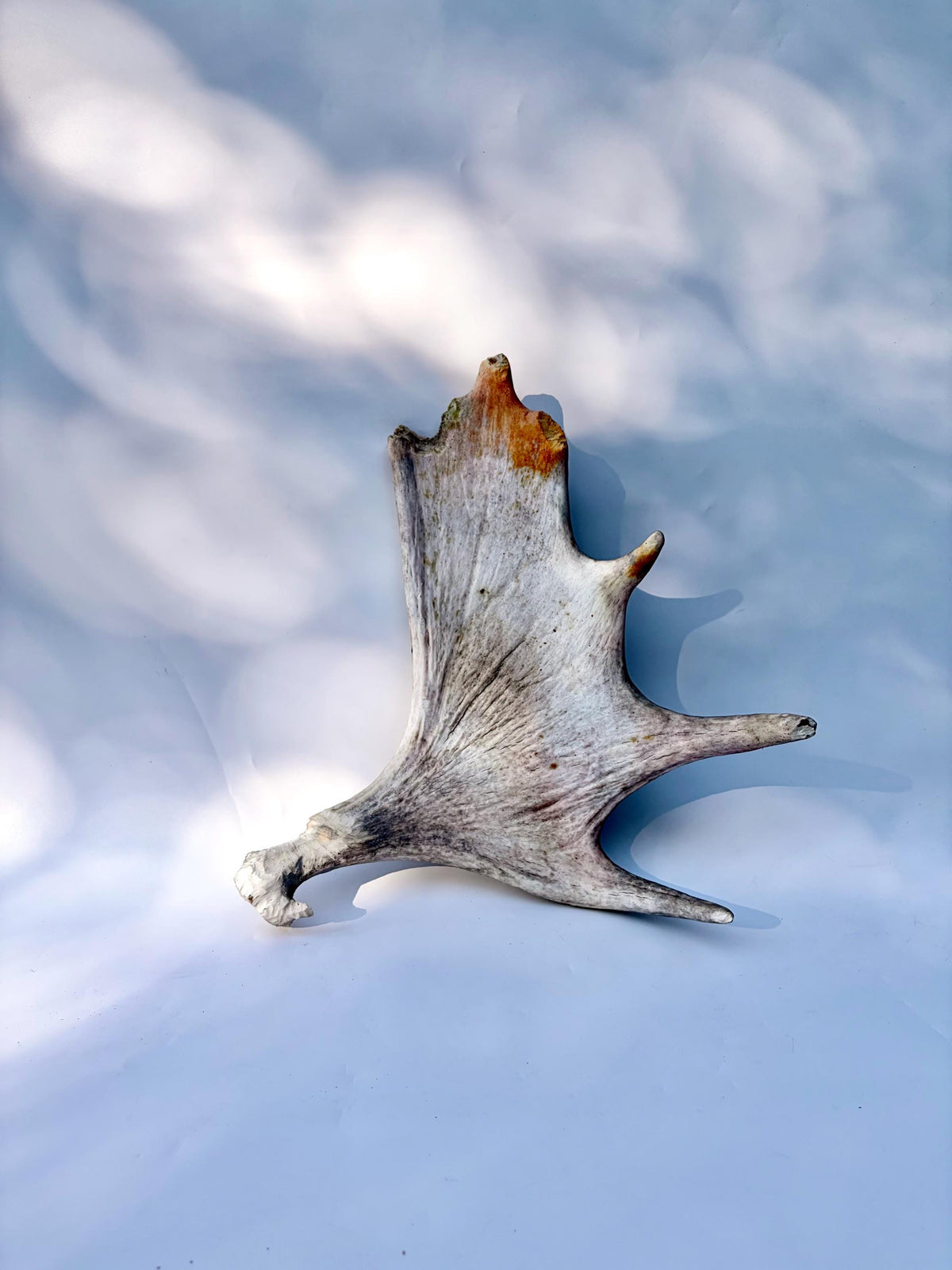 Bull Moose Antler. For crafting, decor and more
