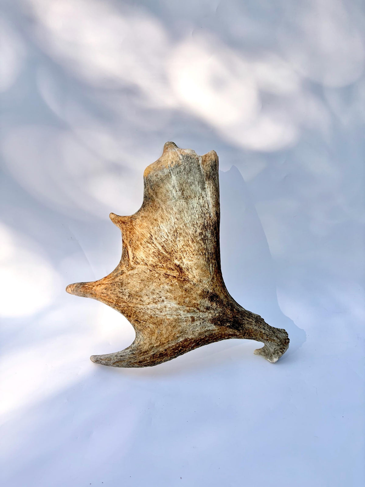 Bull Moose Antler. For crafting, decor and more