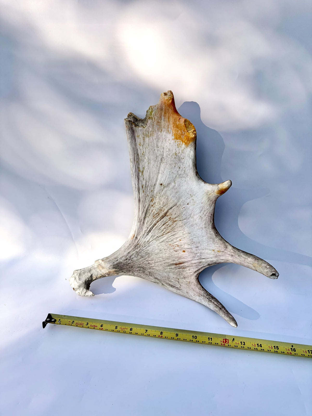 Bull Moose Antler. For crafting, decor and more