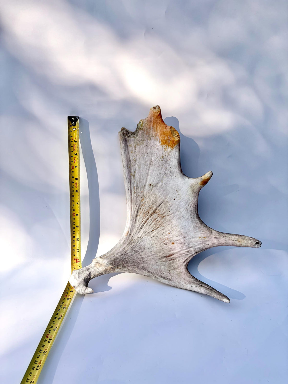 Bull Moose Antler. For crafting, decor and more
