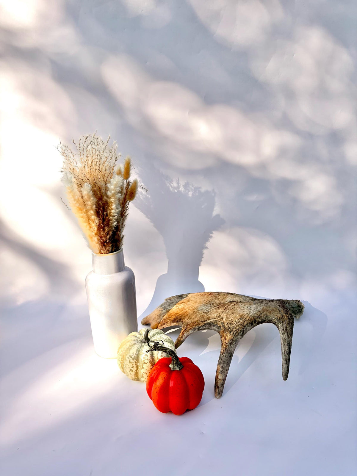 Bull Moose Antler. For crafting, decor and more