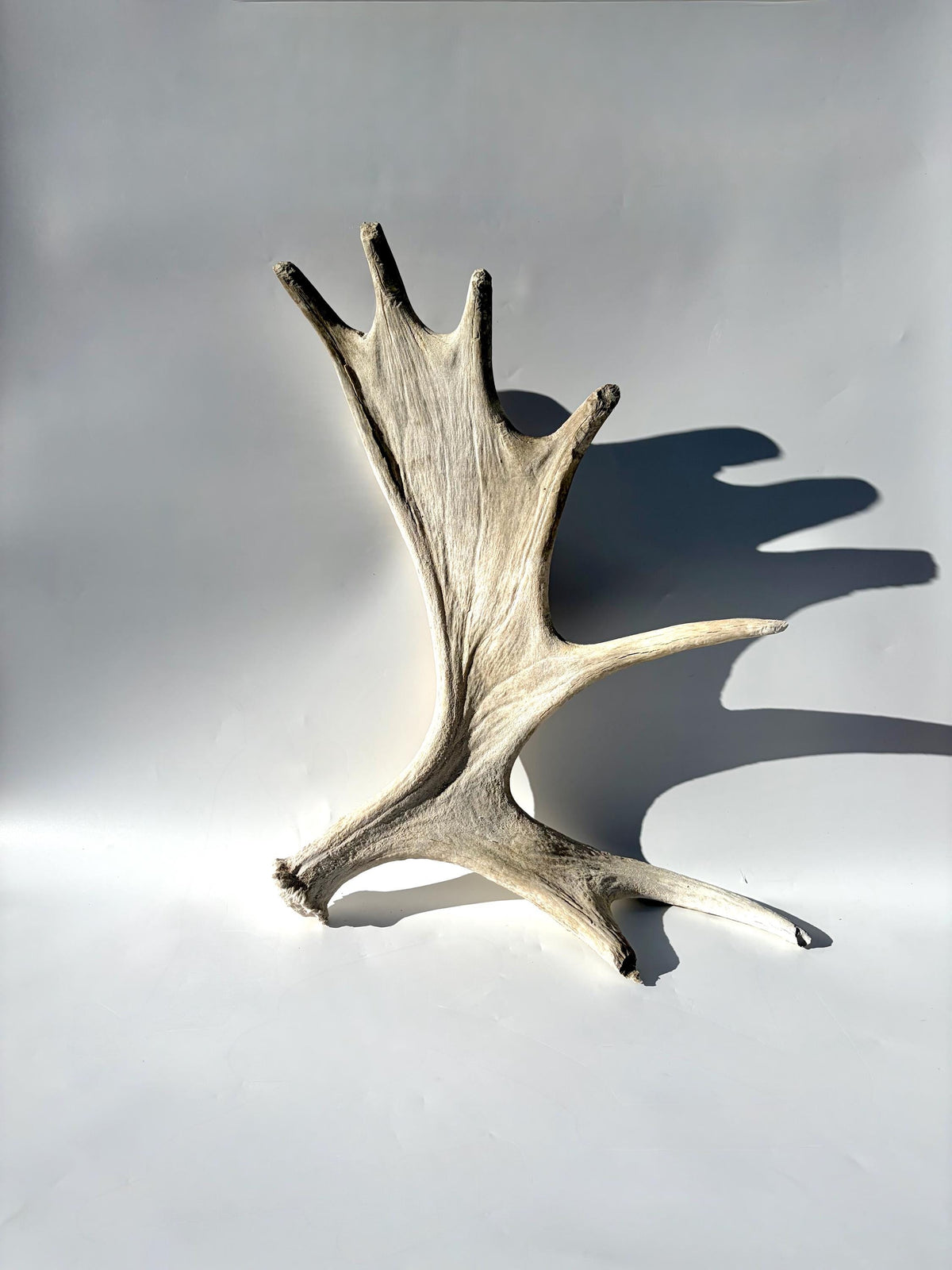 Bull Moose Antler. For crafting, decor and more