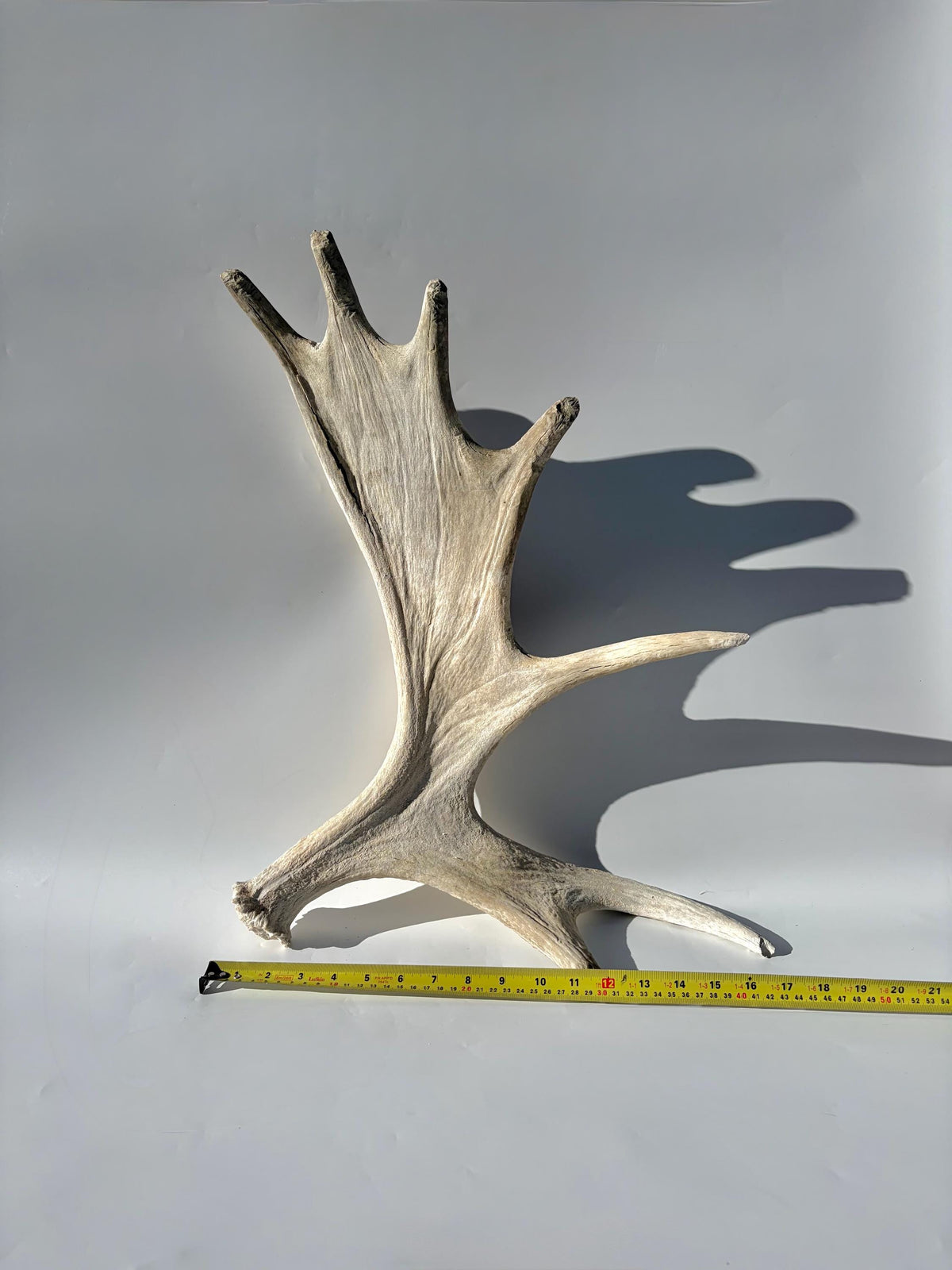 Bull Moose Antler. For crafting, decor and more