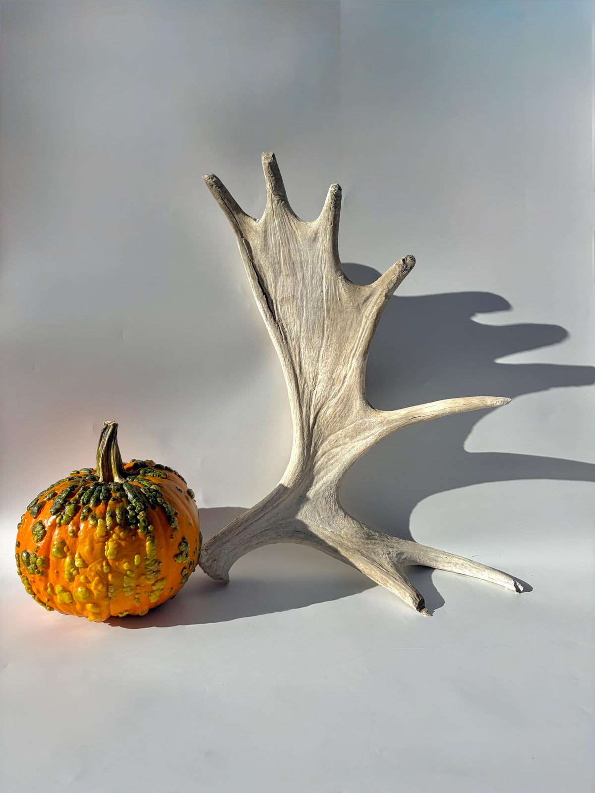 Bull Moose Antler. For crafting, decor and more