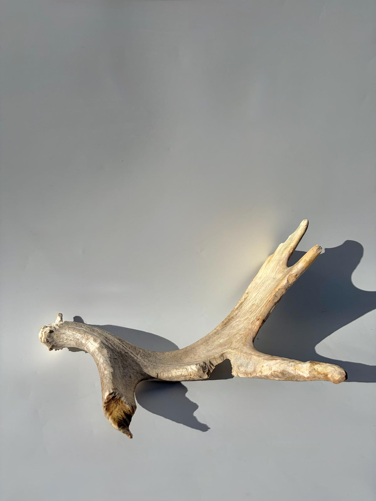 Heavily Chew-damaged Moose Antler. For crafting, decor and more