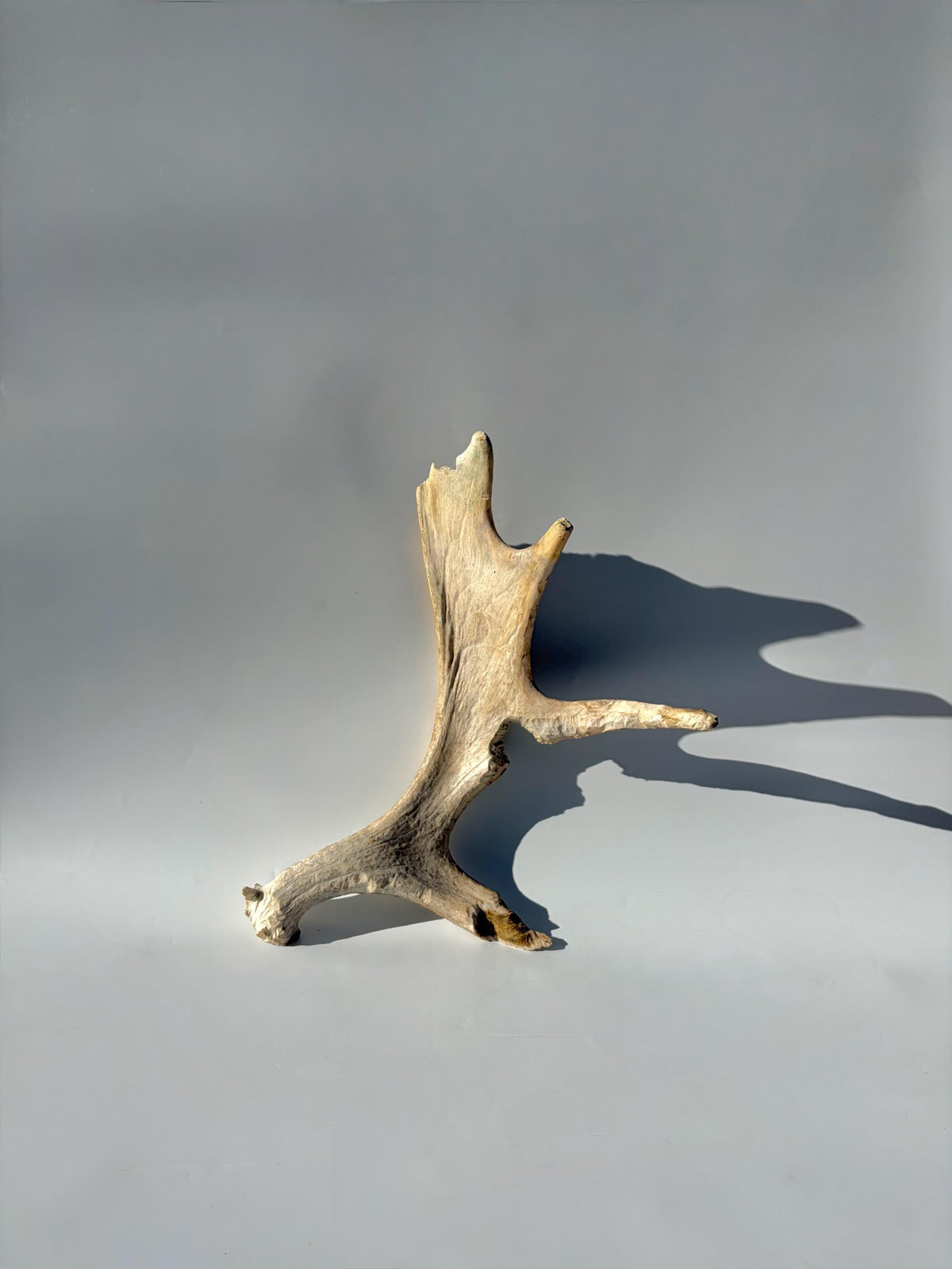Heavily Chew-damaged Moose Antler. For crafting, decor and more