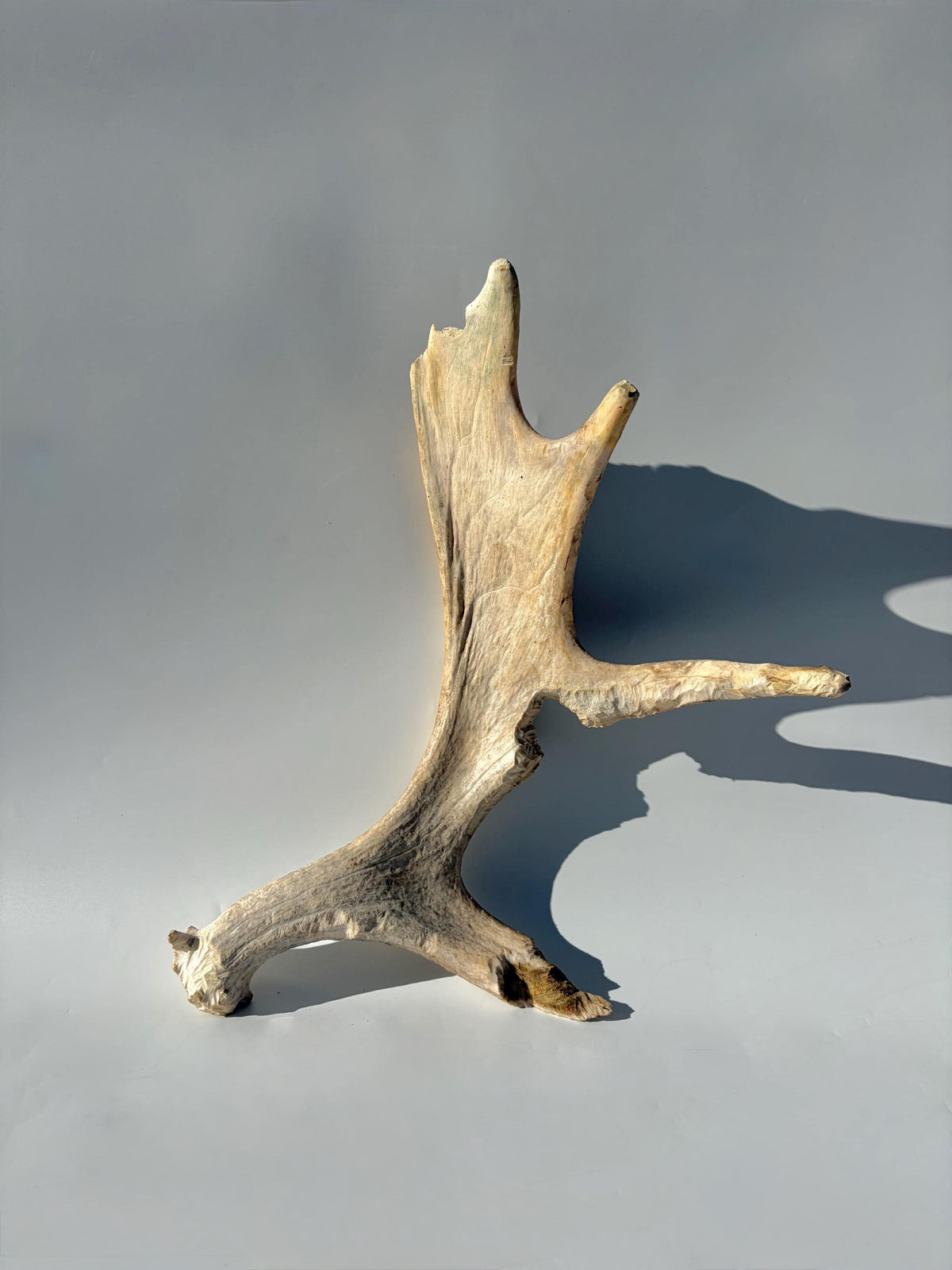 Heavily Chew-damaged Moose Antler. For crafting, decor and more