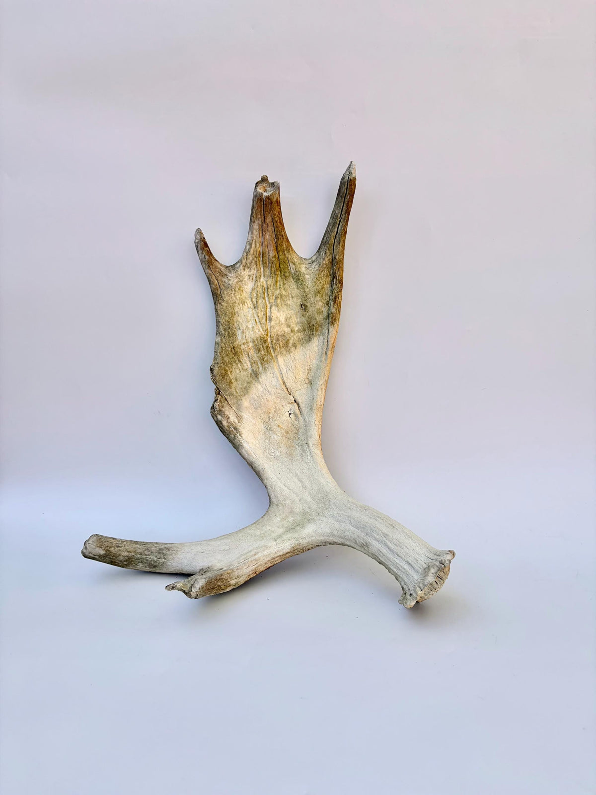 Older Moose Antler. For crafting, decor and more