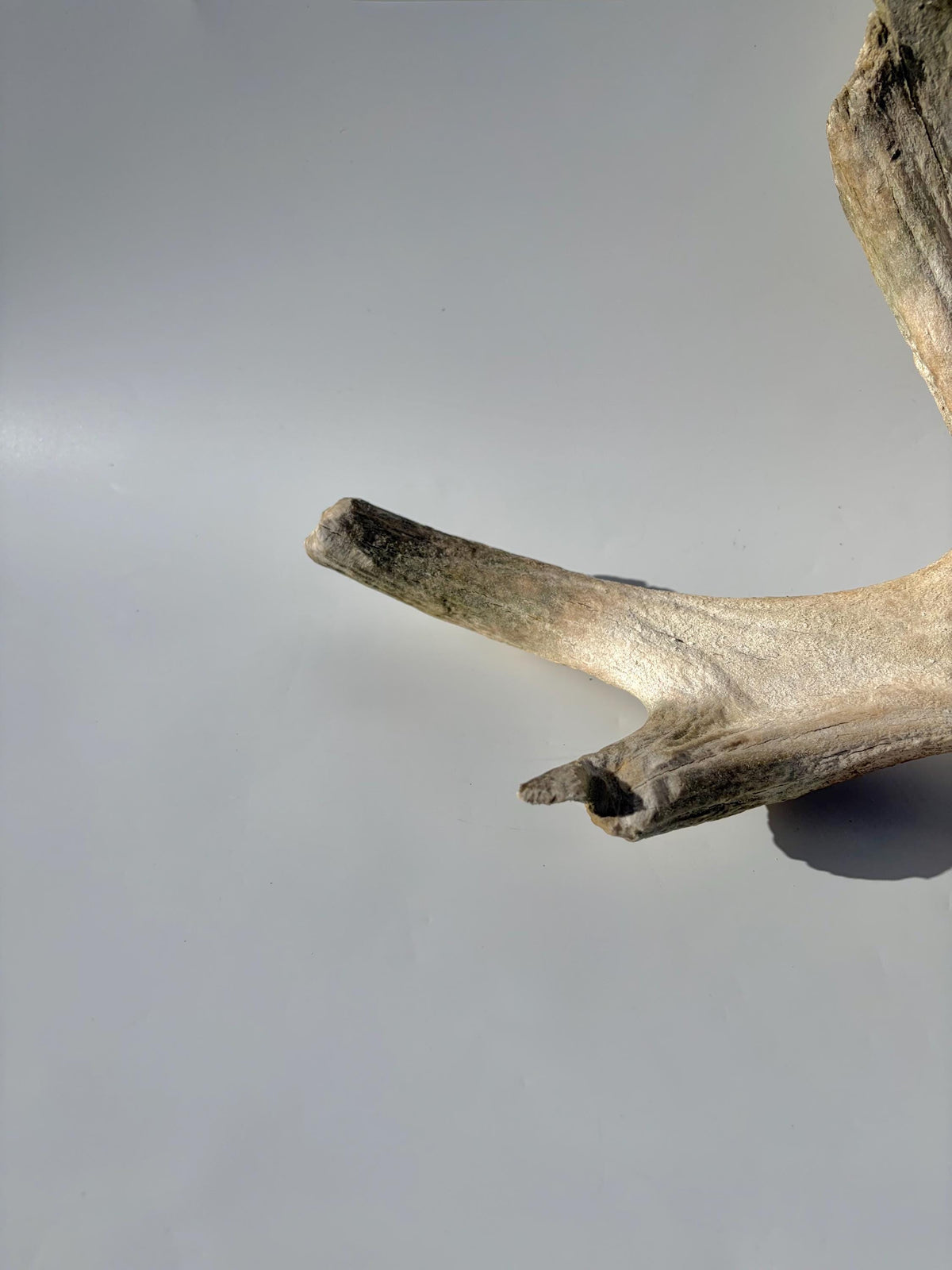 Older Moose Antler. For crafting, decor and more