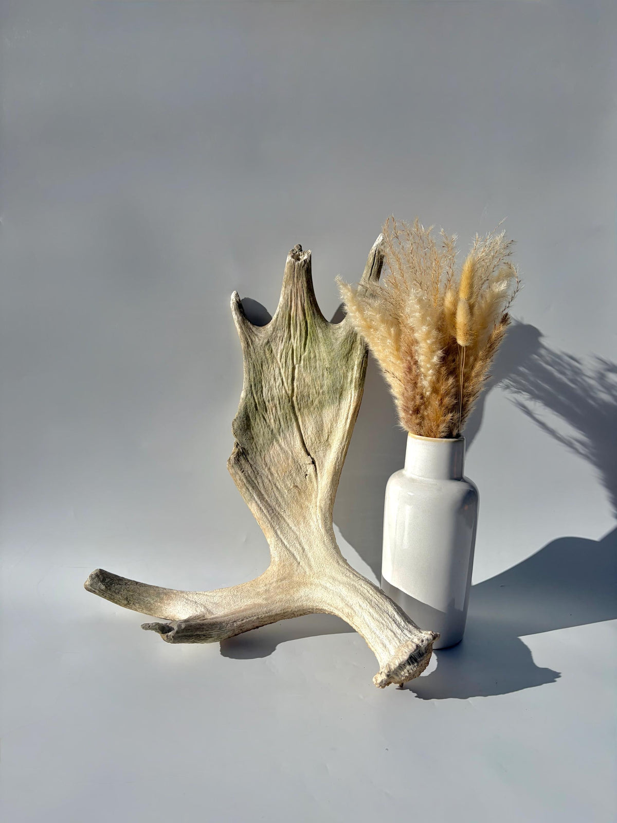 Older Moose Antler. For crafting, decor and more
