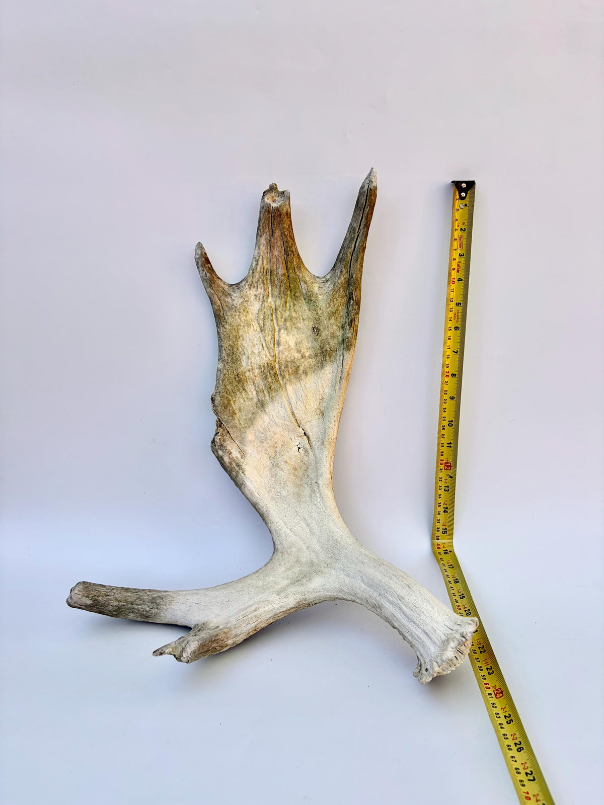 Older Moose Antler. For crafting, decor and more