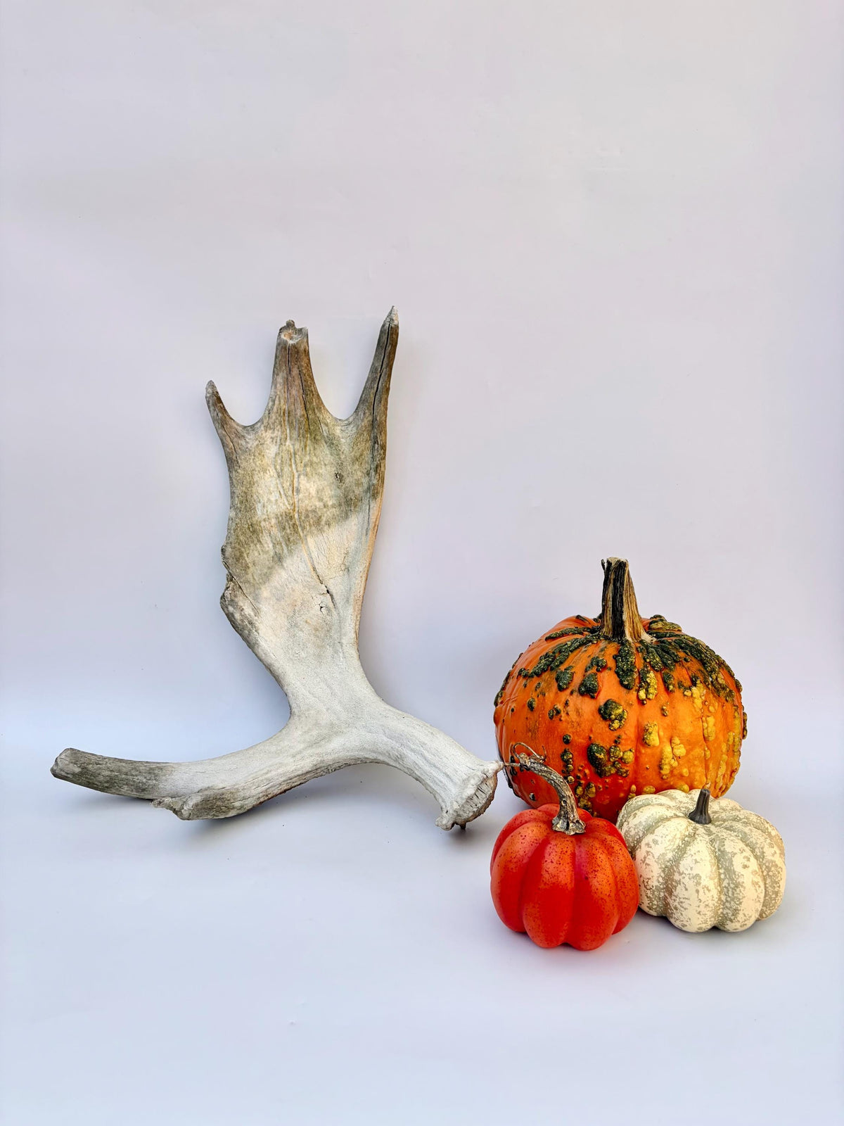 Older Moose Antler. For crafting, decor and more
