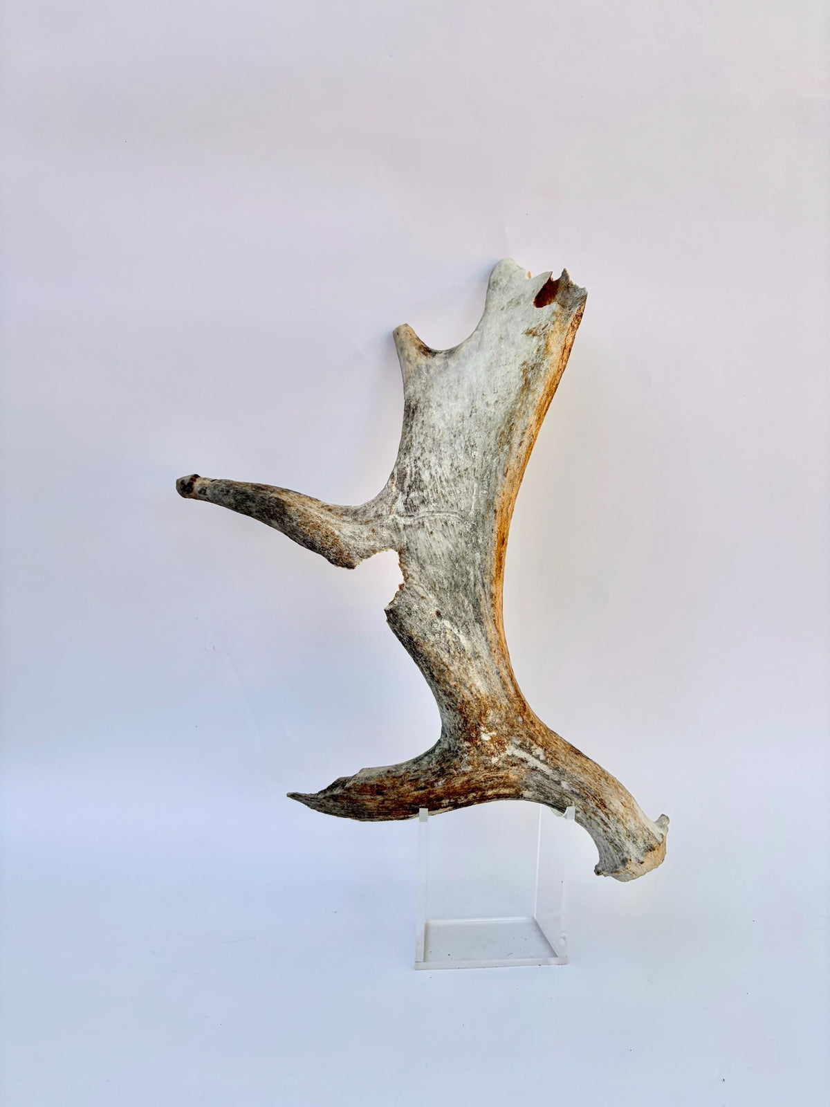 Heavily Chew-damaged Moose Antler. For crafting, decor and more
