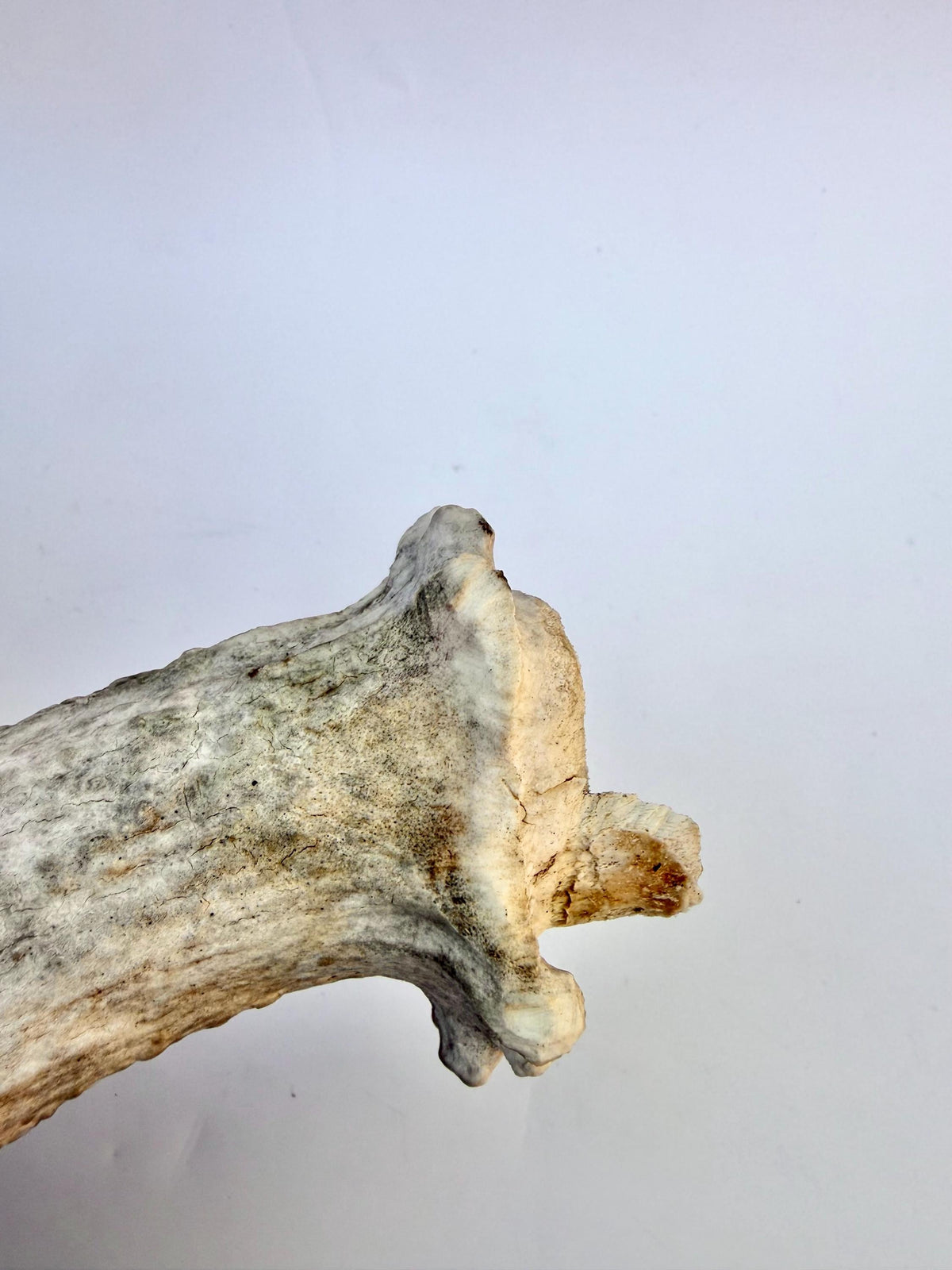 Older Moose Antler. For crafting, decor and more