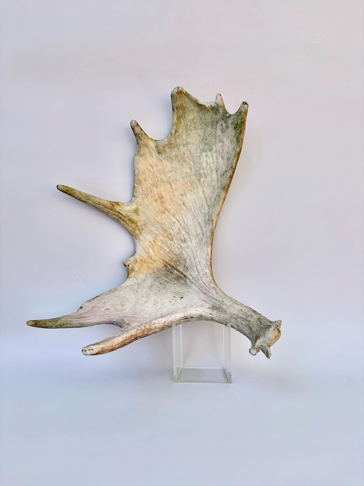 Older Moose Antler. For crafting, decor and more