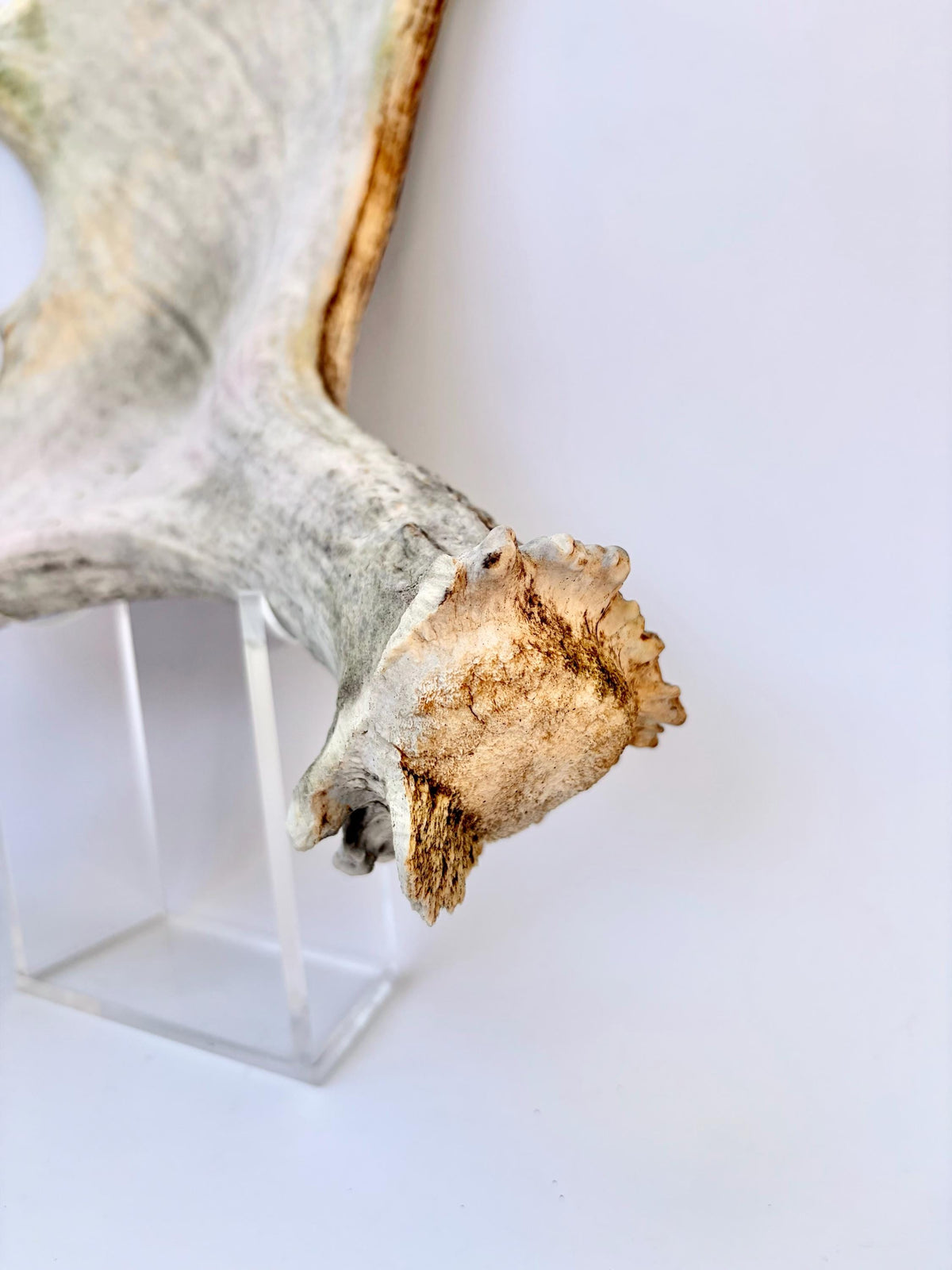 Older Moose Antler. For crafting, decor and more