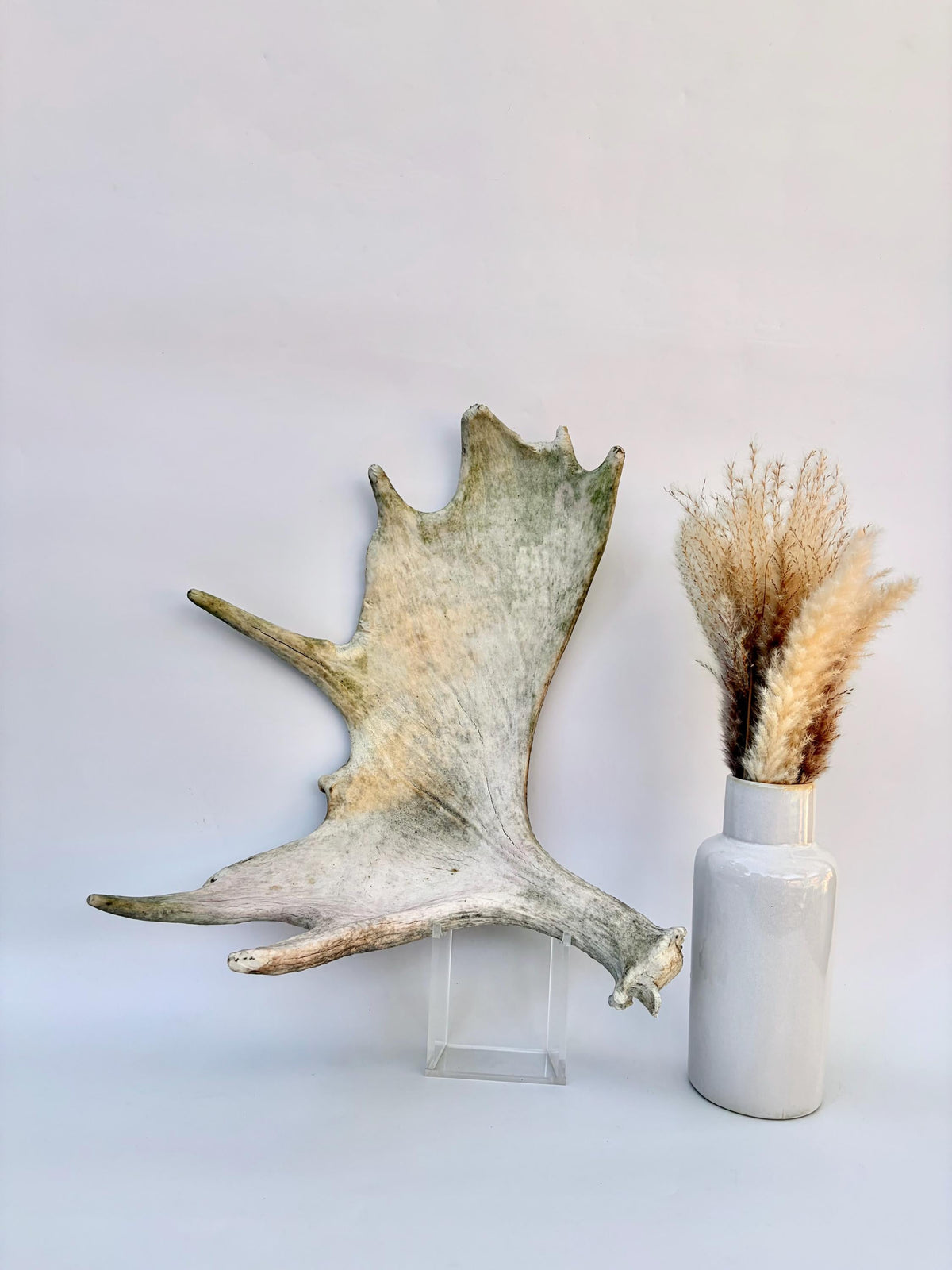 Older Moose Antler. For crafting, decor and more