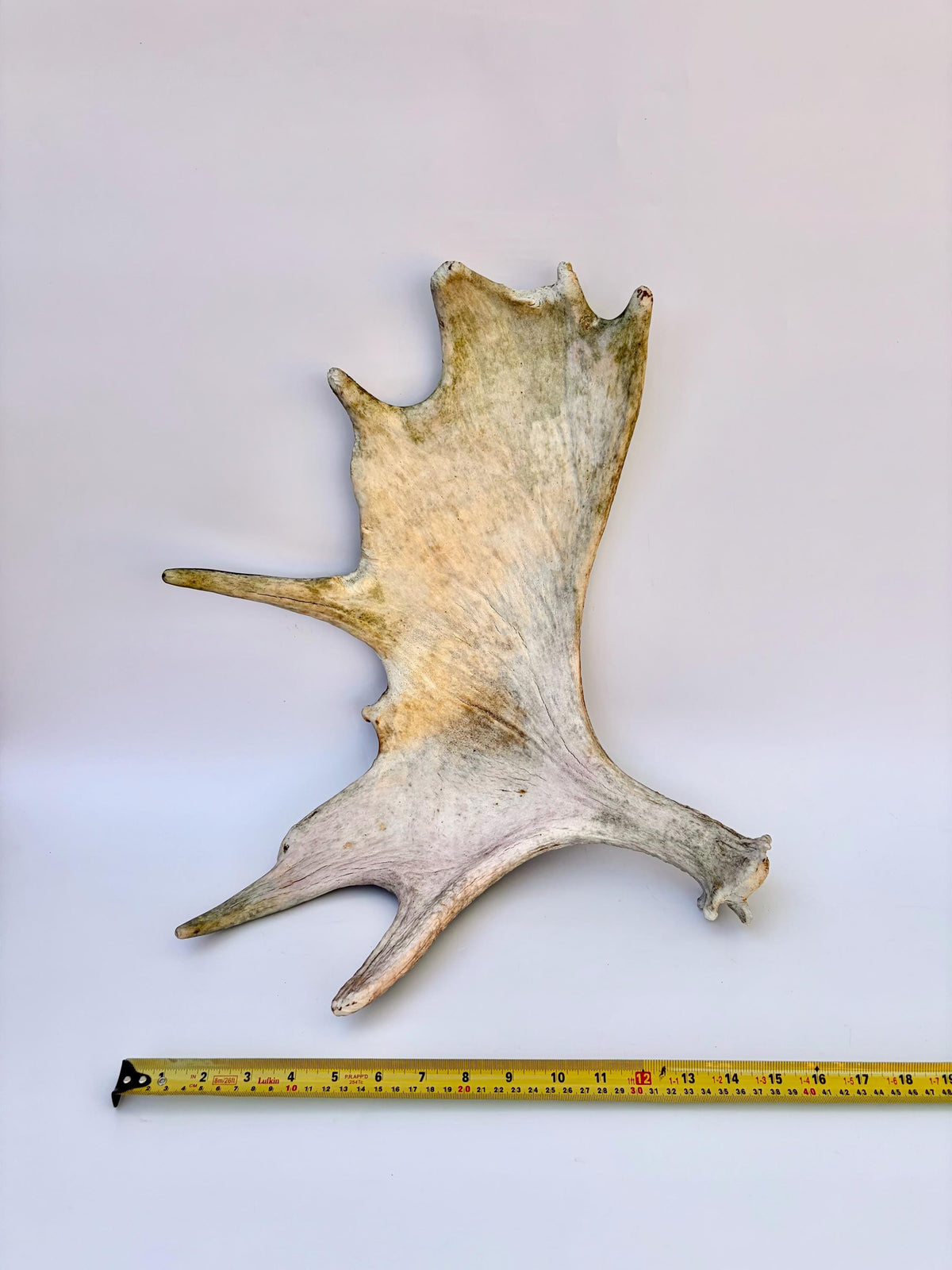 Older Moose Antler. For crafting, decor and more
