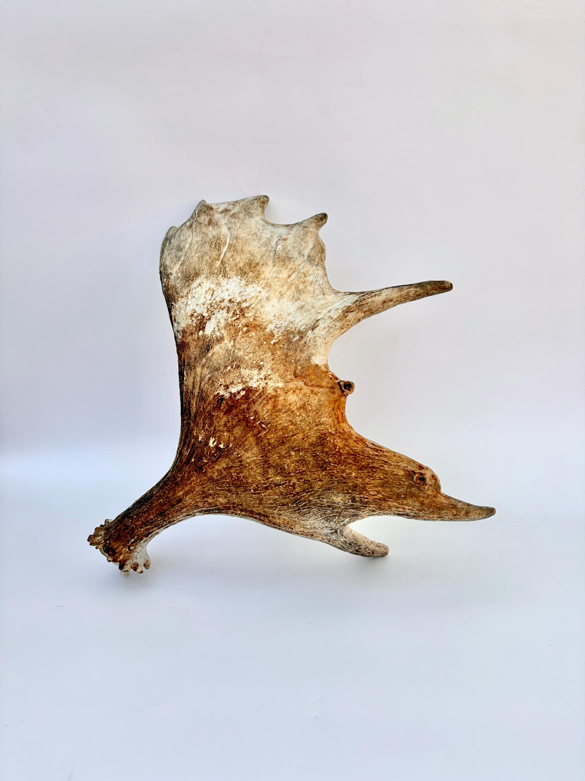 Older Moose Antler. For crafting, decor and more