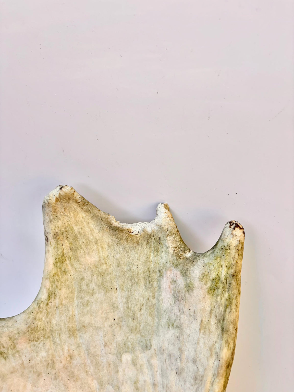 Older Moose Antler. For crafting, decor and more