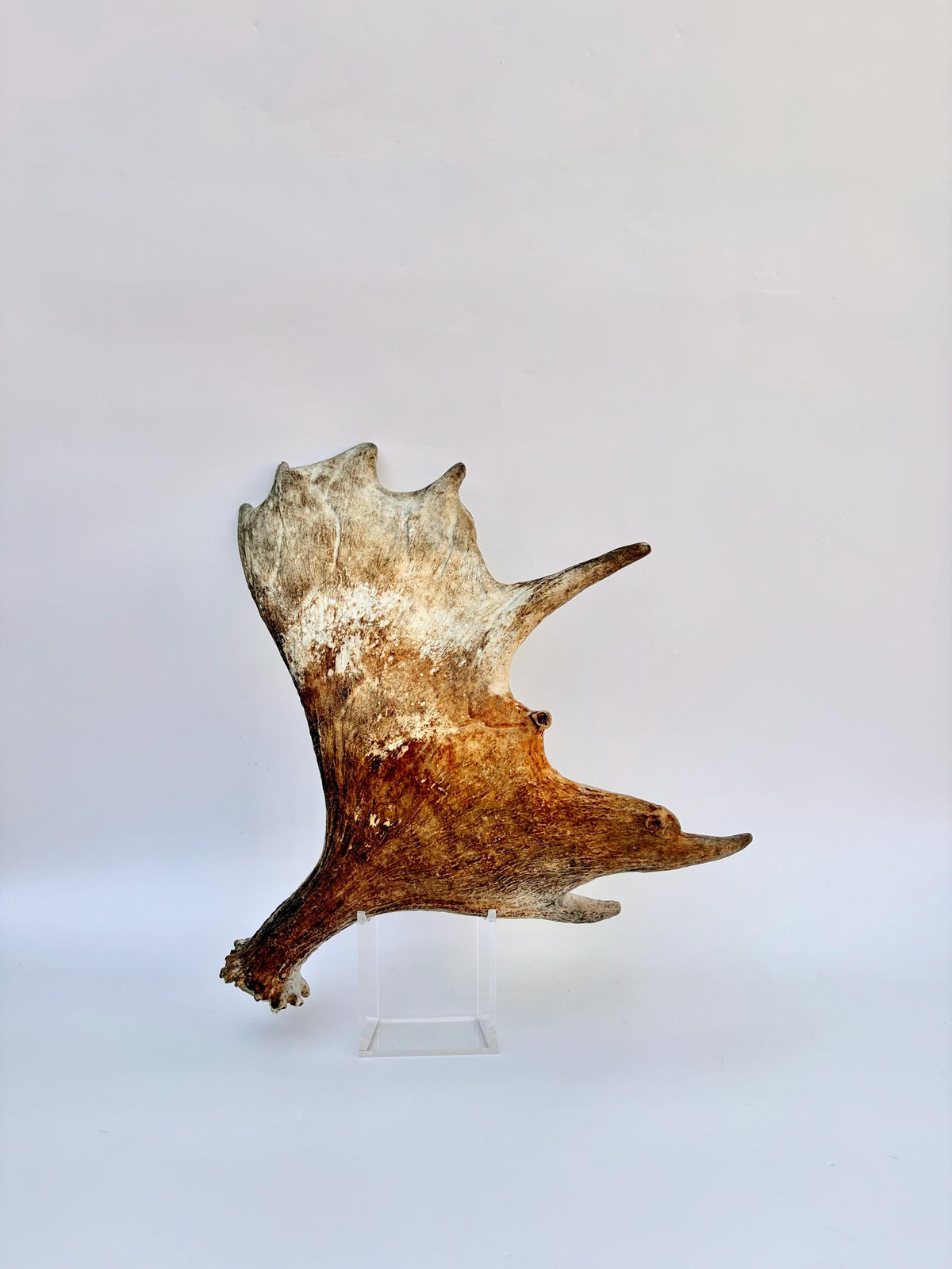 Older Moose Antler. For crafting, decor and more