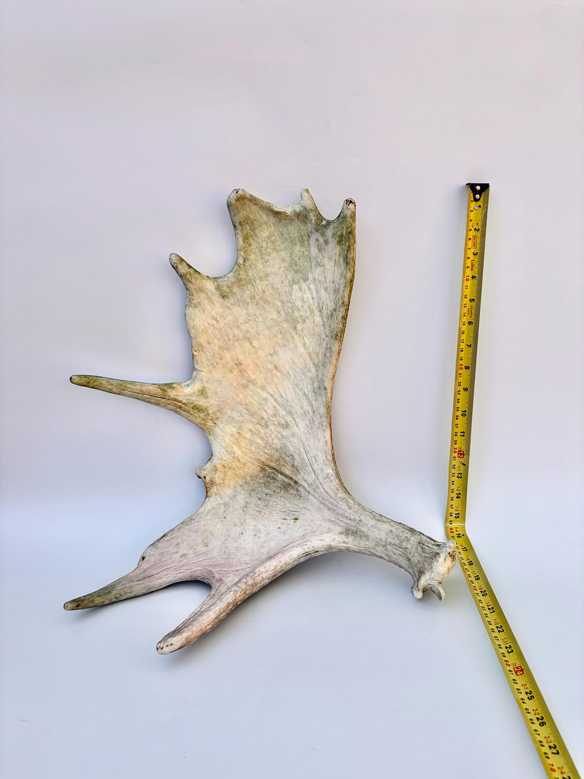 Older Moose Antler. For crafting, decor and more