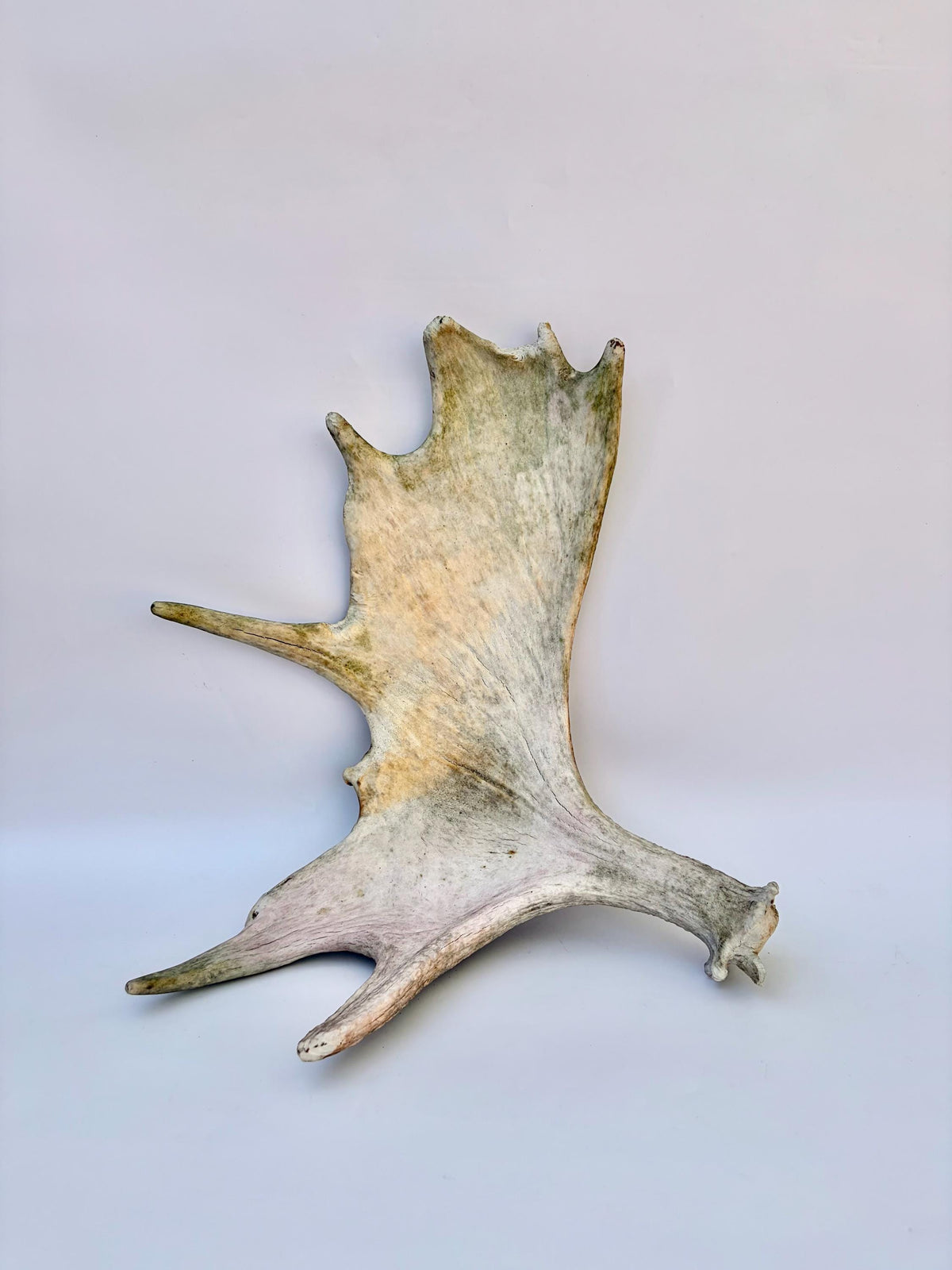 Older Moose Antler. For crafting, decor and more