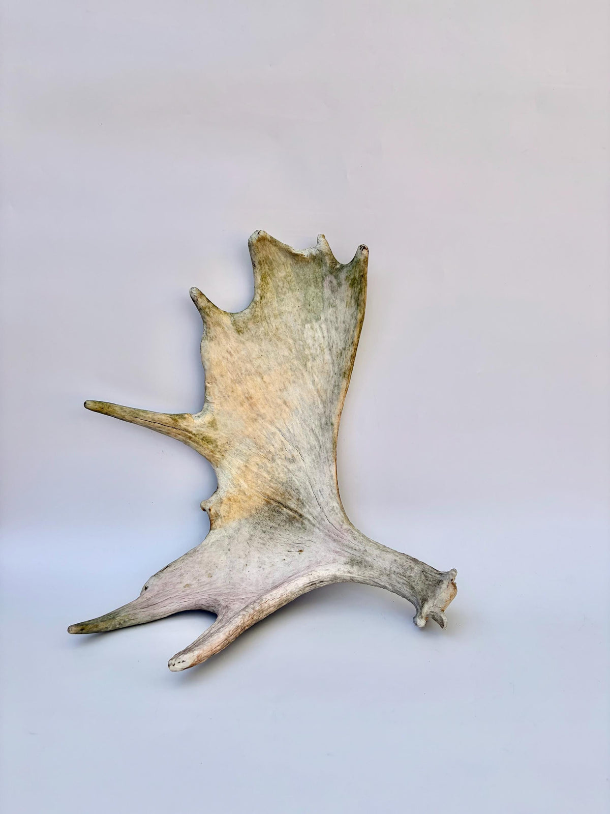 Older Moose Antler. For crafting, decor and more