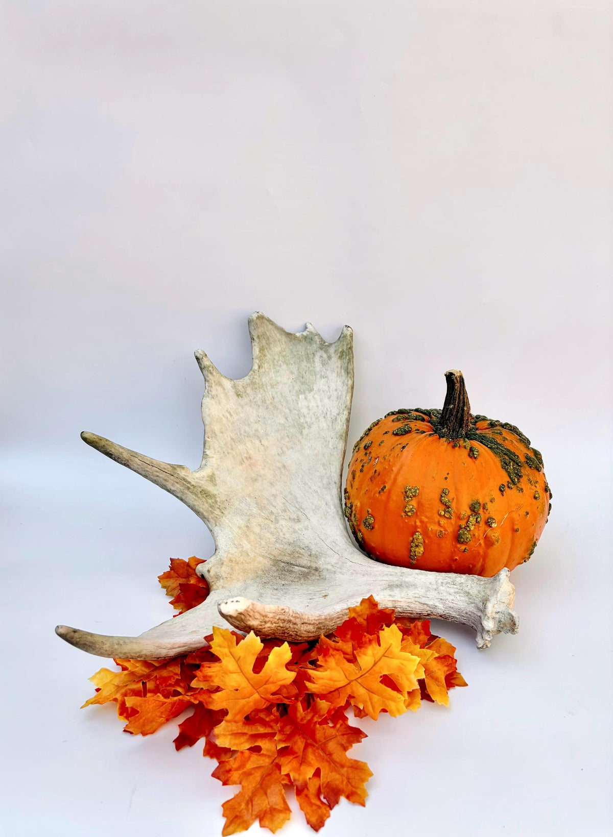 Older Moose Antler. For crafting, decor and more