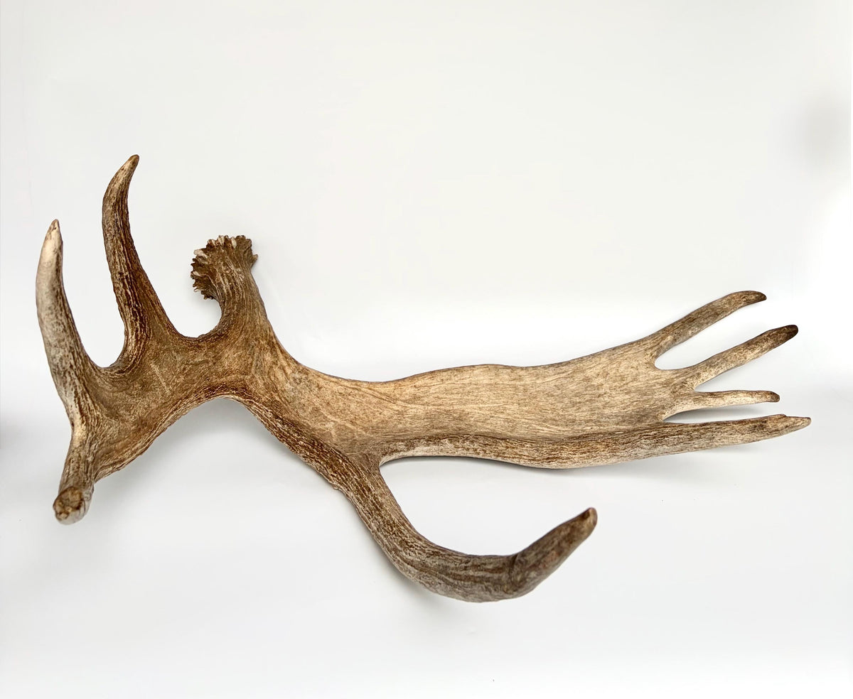 Bull Moose Antler. Giant, Premium Moose Antler for Crafting, Decor and More!