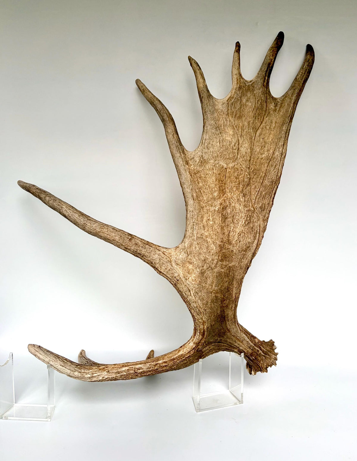 Bull Moose Antler. Giant, Premium Moose Antler for Crafting, Decor and More!