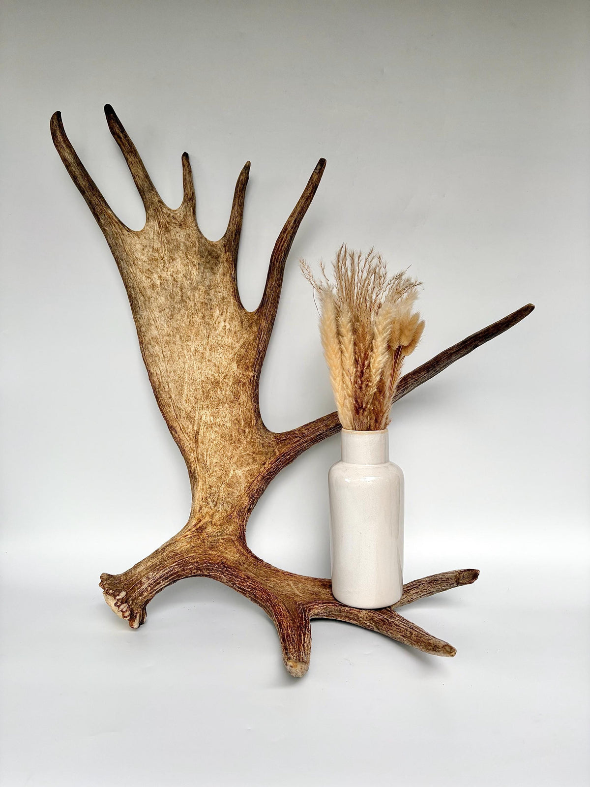 Bull Moose Antler. Giant, Premium Moose Antler for Crafting, Decor and More!